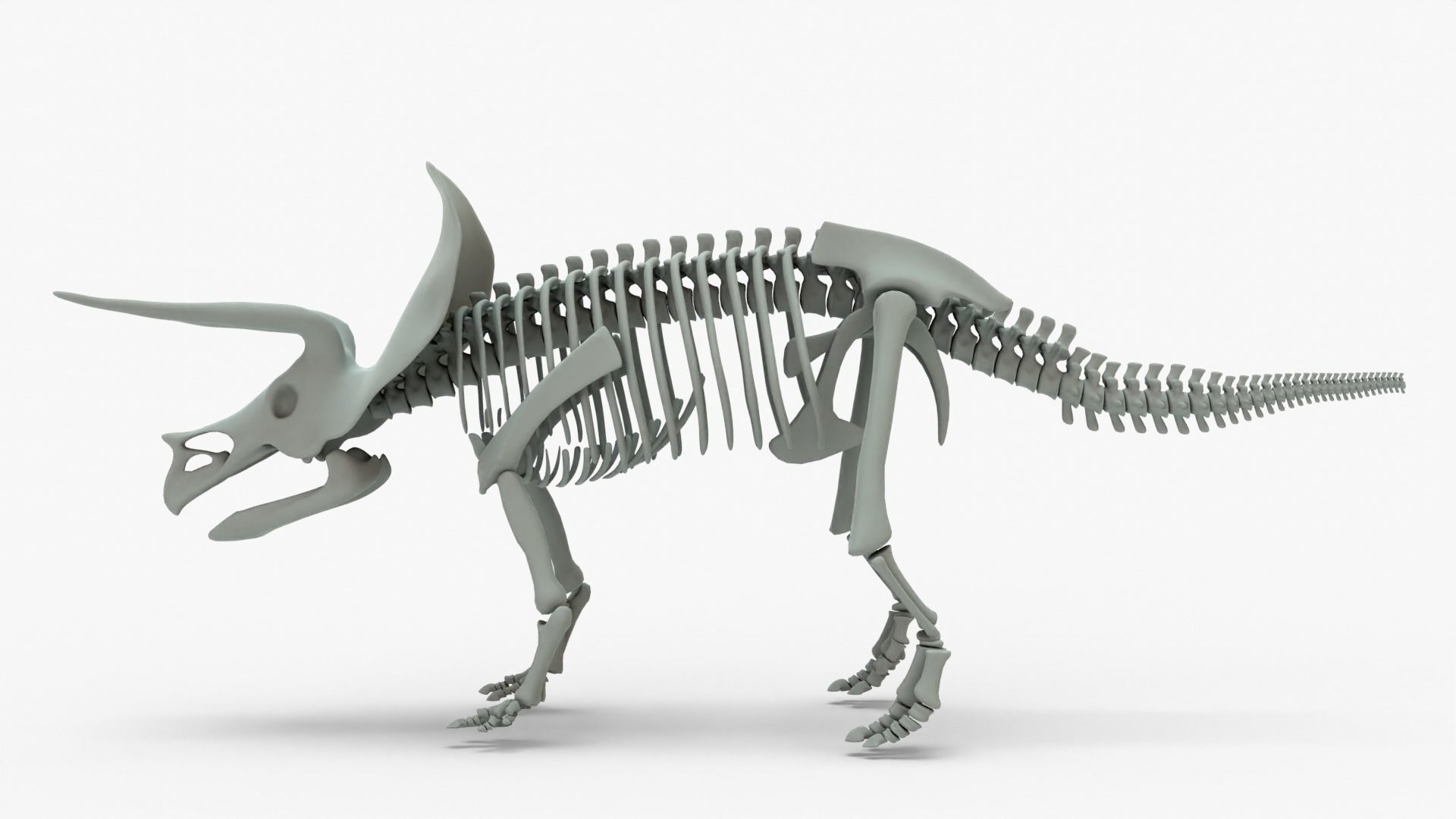 Triceratops Rigged Basemesh With Skeleton 3D Model Collection_12