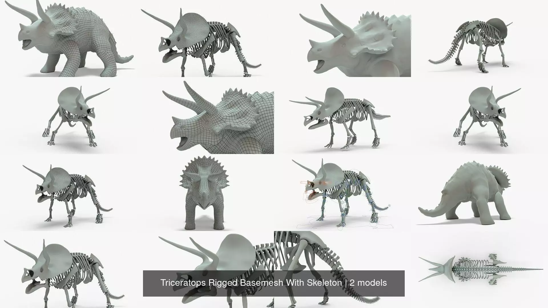 Triceratops Rigged Basemesh With Skeleton 3D Model Collection_1