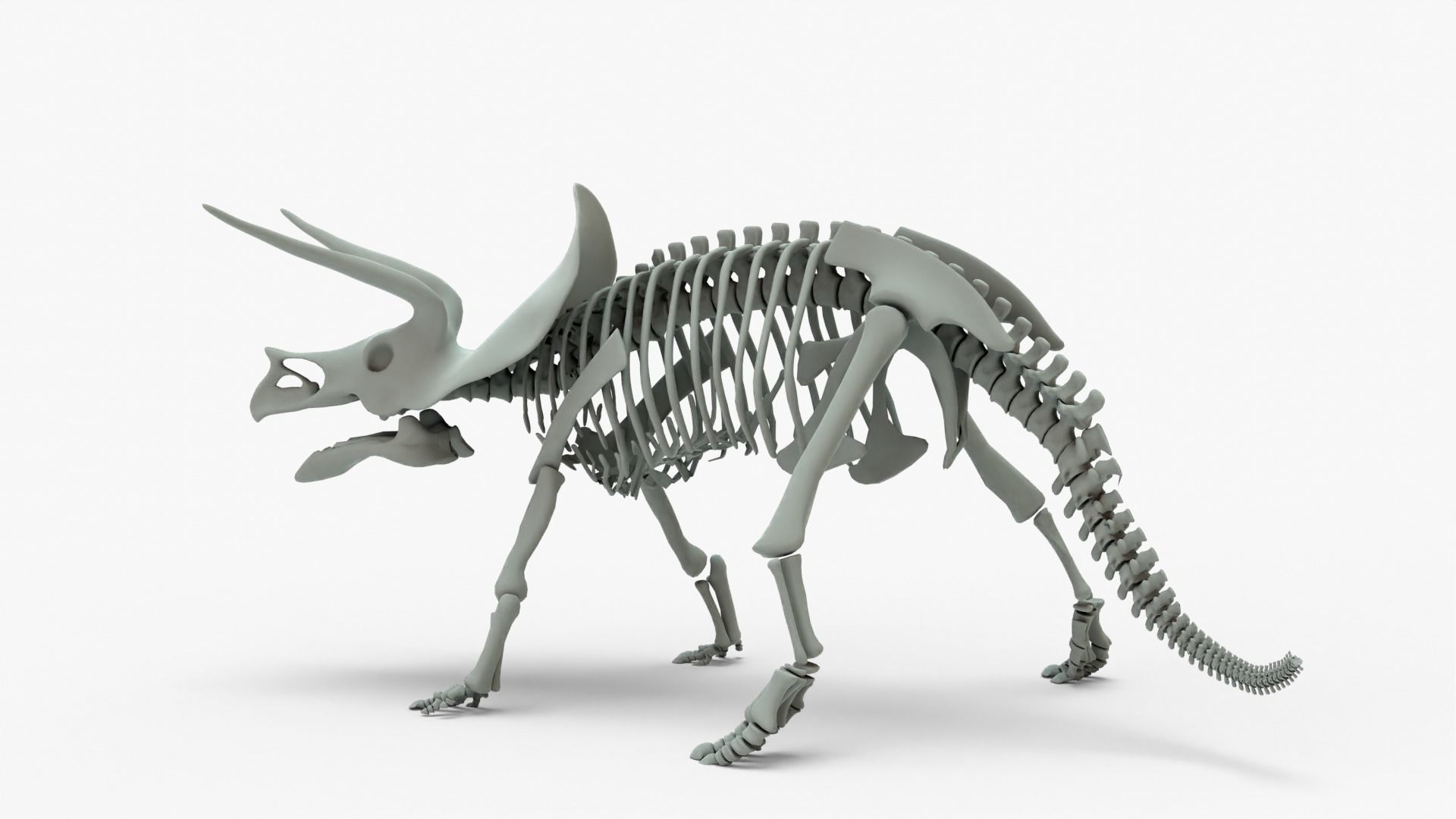 Triceratops Rigged Basemesh With Skeleton 3D Model Collection_16
