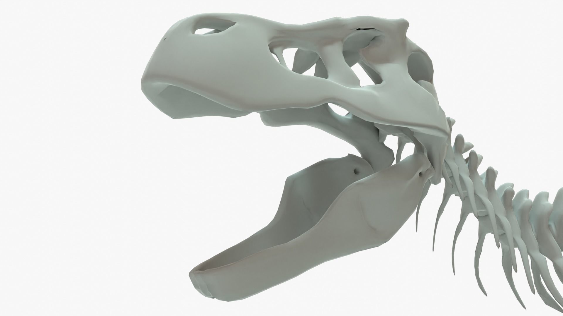 Tyrannosaurus Rex Rigged Basemesh With Skeleton 3D Model Collection_7