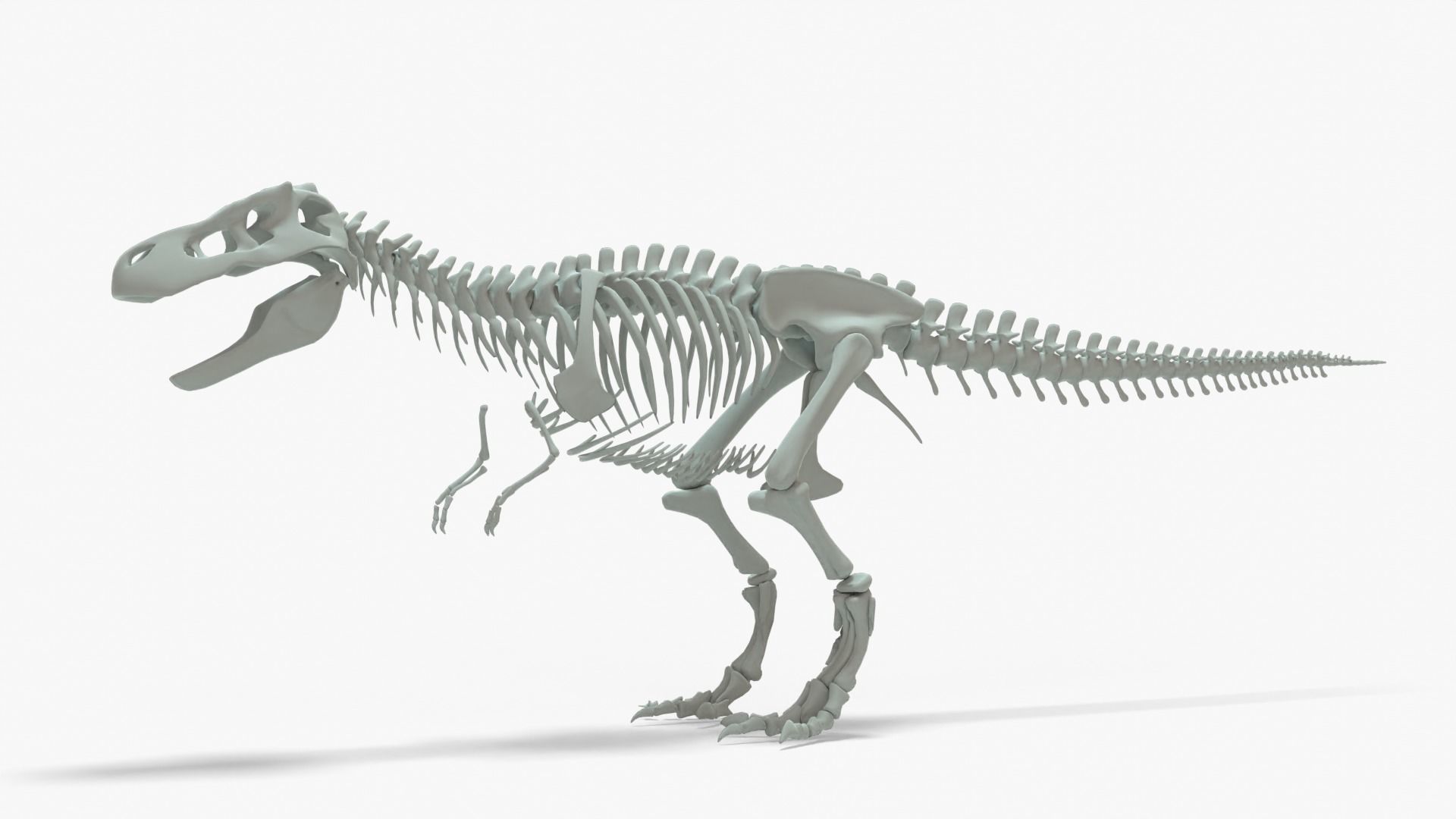 Tyrannosaurus Rex Rigged Basemesh With Skeleton 3D Model Collection_20