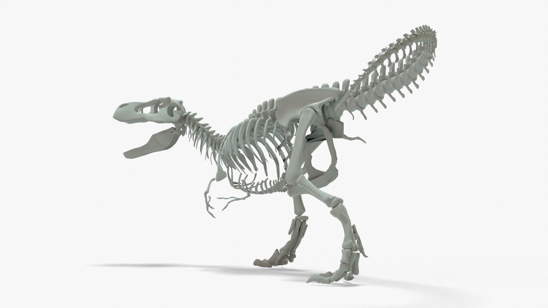 Tyrannosaurus Rex Rigged Basemesh With Skeleton 3D Model Collection_5