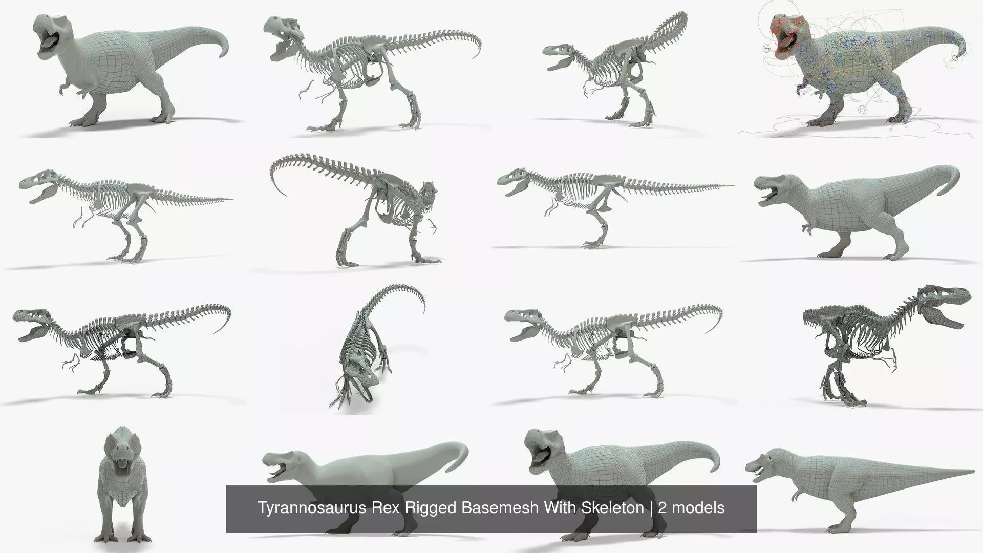 Tyrannosaurus Rex Rigged Basemesh With Skeleton 3D Model Collection_1