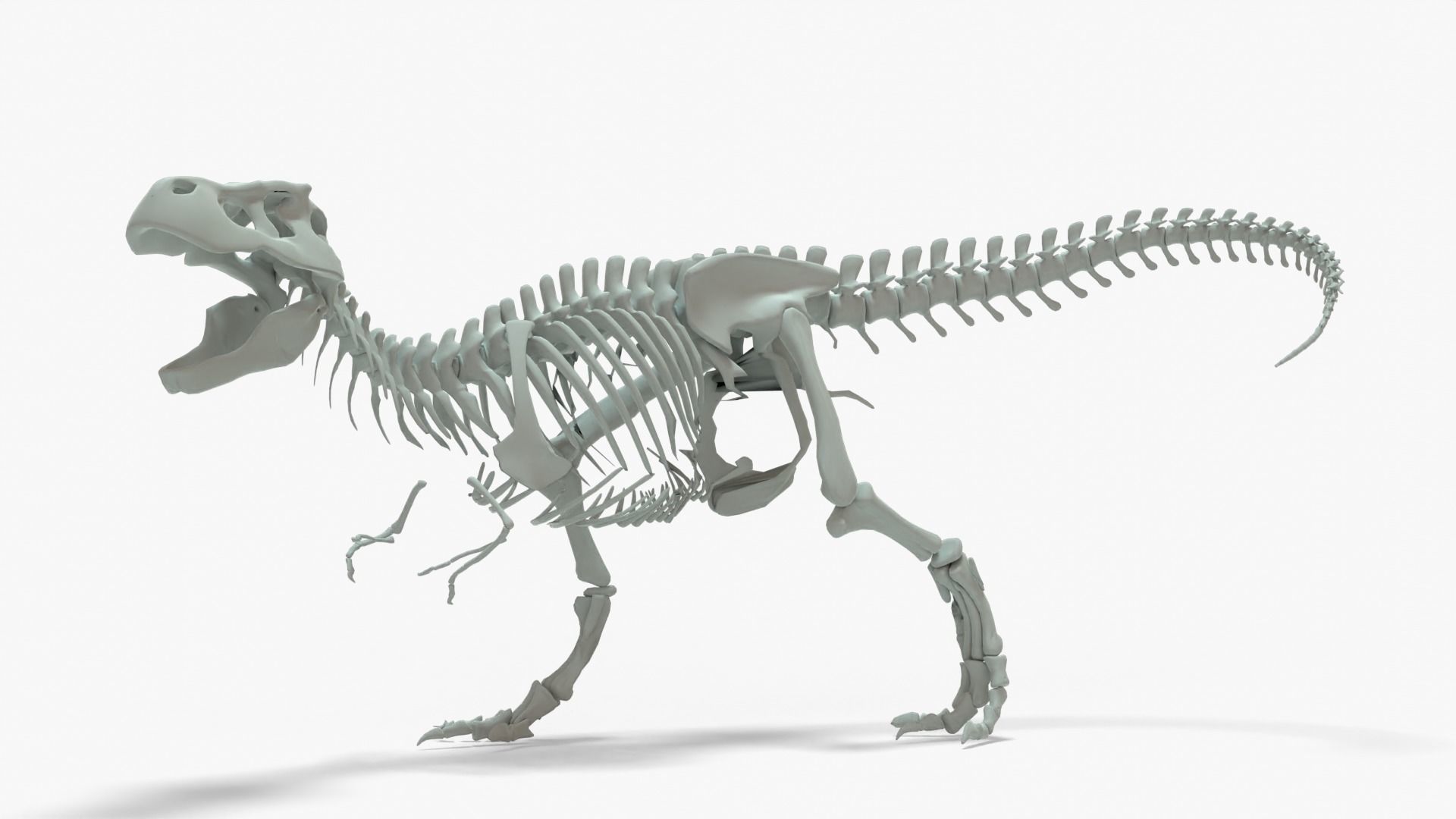 Tyrannosaurus Rex Rigged Basemesh With Skeleton 3D Model Collection_4