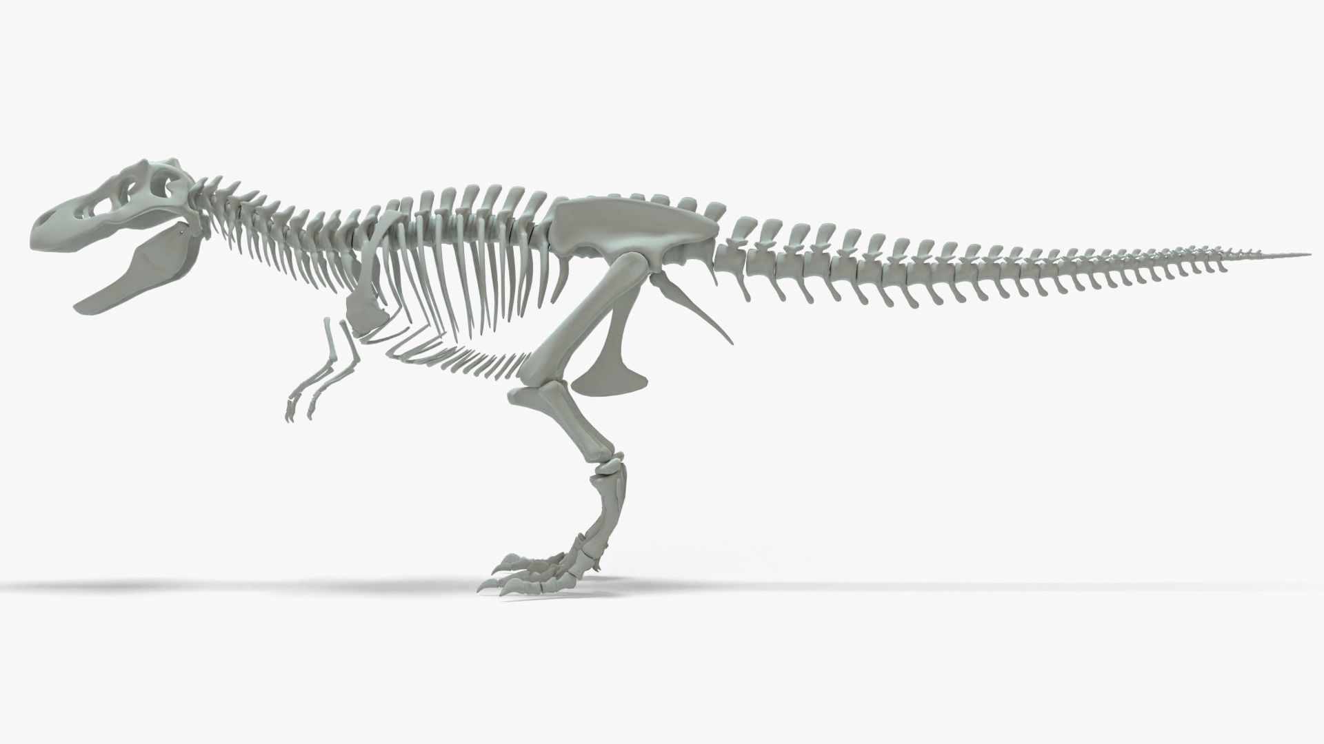 Tyrannosaurus Rex Rigged Basemesh With Skeleton 3D Model Collection_19