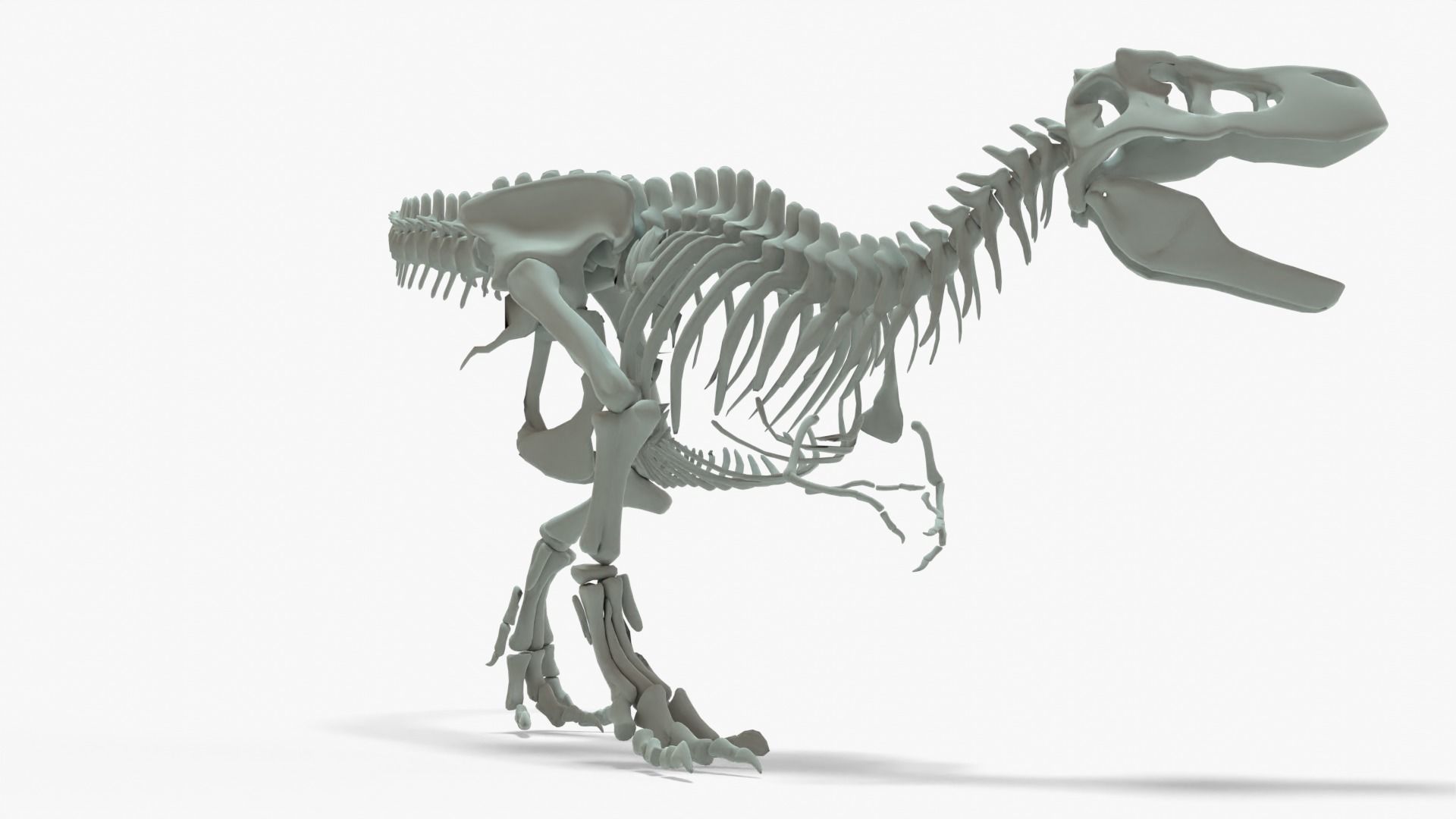 Tyrannosaurus Rex Rigged Basemesh With Skeleton 3D Model Collection_6
