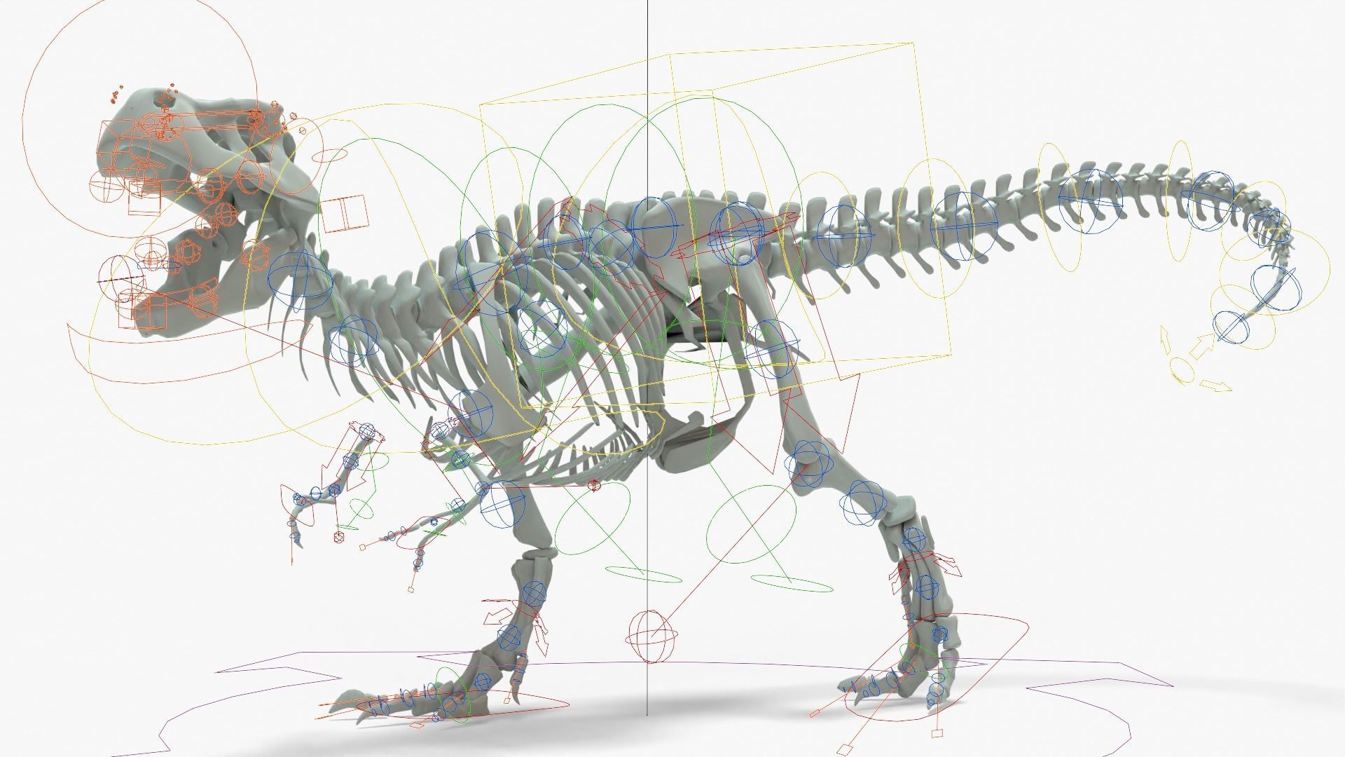 Tyrannosaurus Rex Rigged Basemesh With Skeleton 3D Model Collection_25