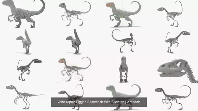 Velociraptor Rigged Basemesh With Skeleton