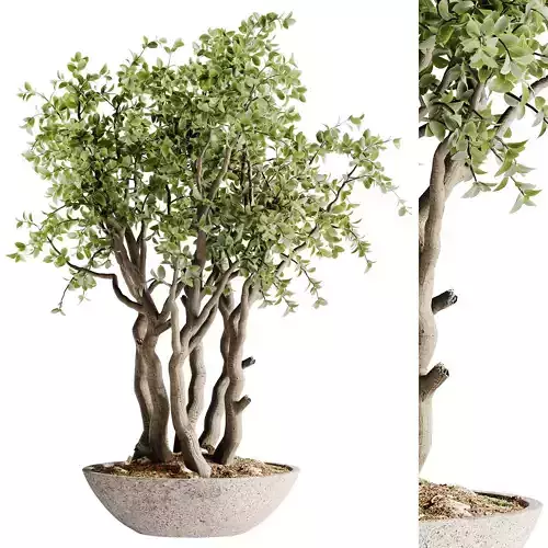 Indoor Bonsai Plants 37