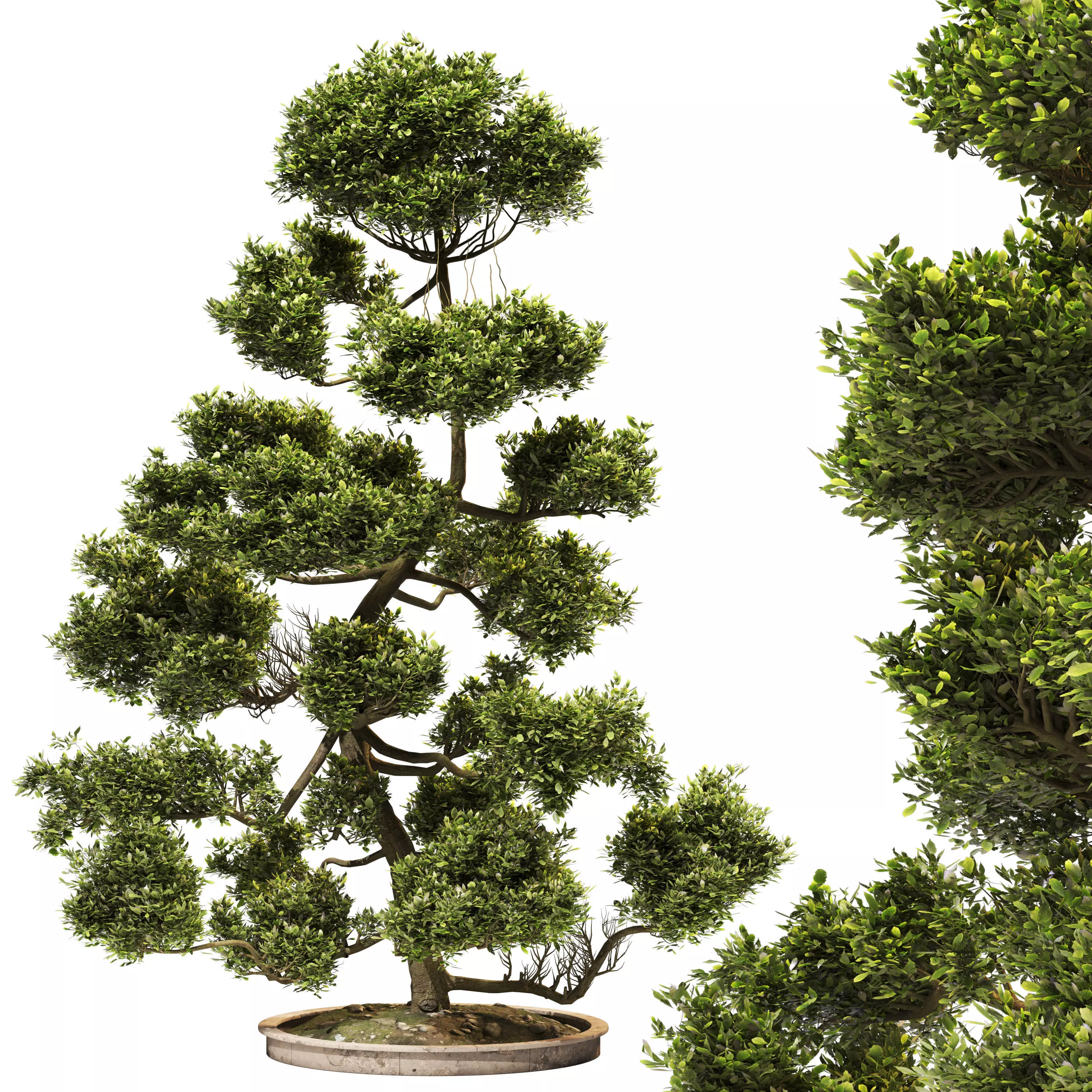 Cloud Pruned Tree 3D model_0