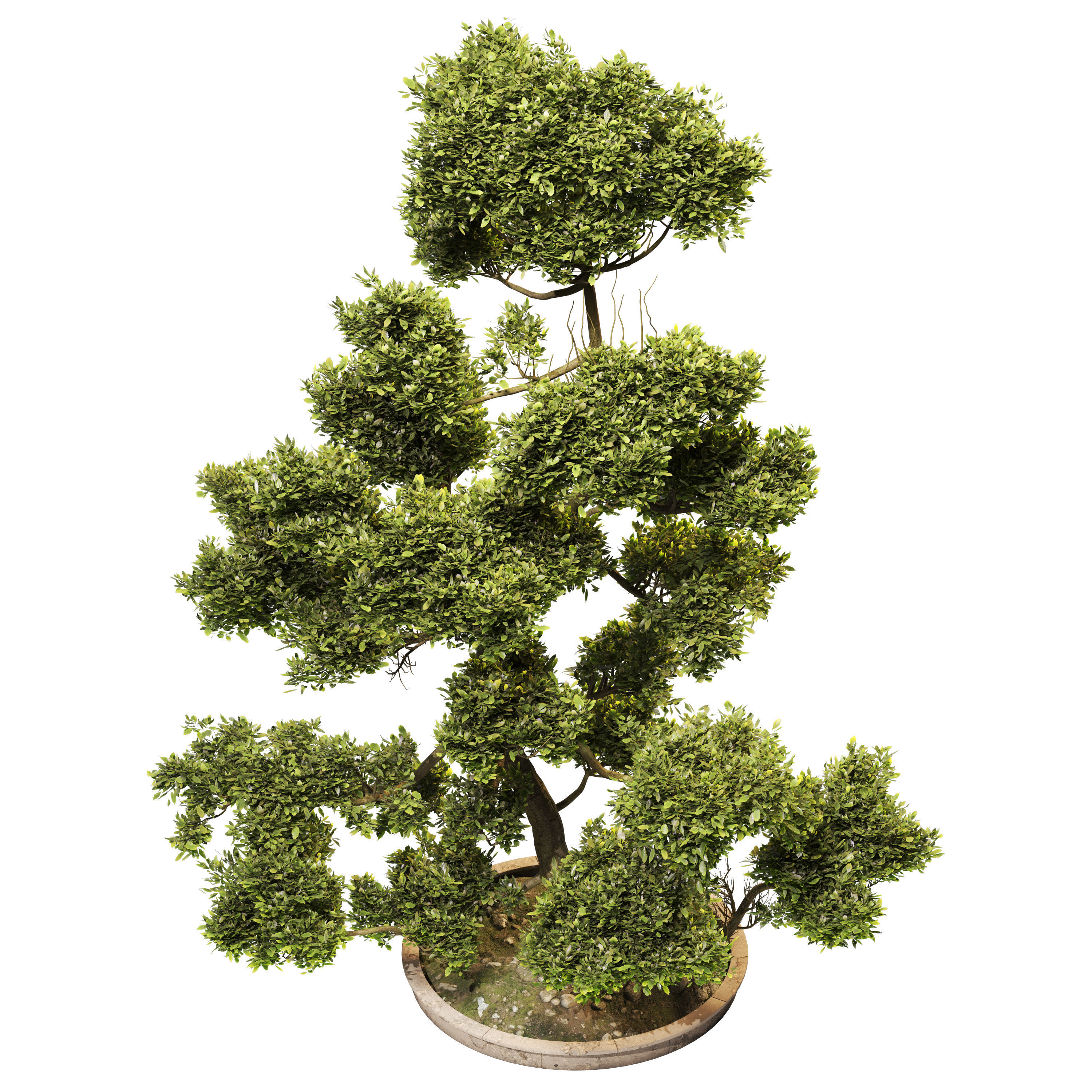 Cloud Pruned Tree 3D model_4