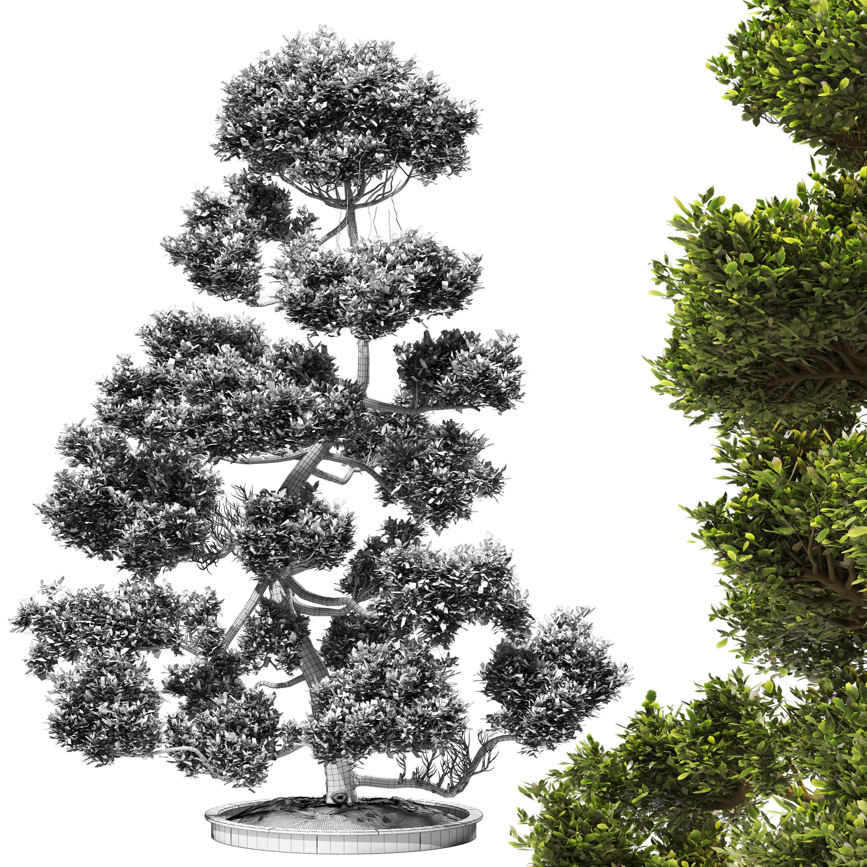 Cloud Pruned Tree 3D model_1