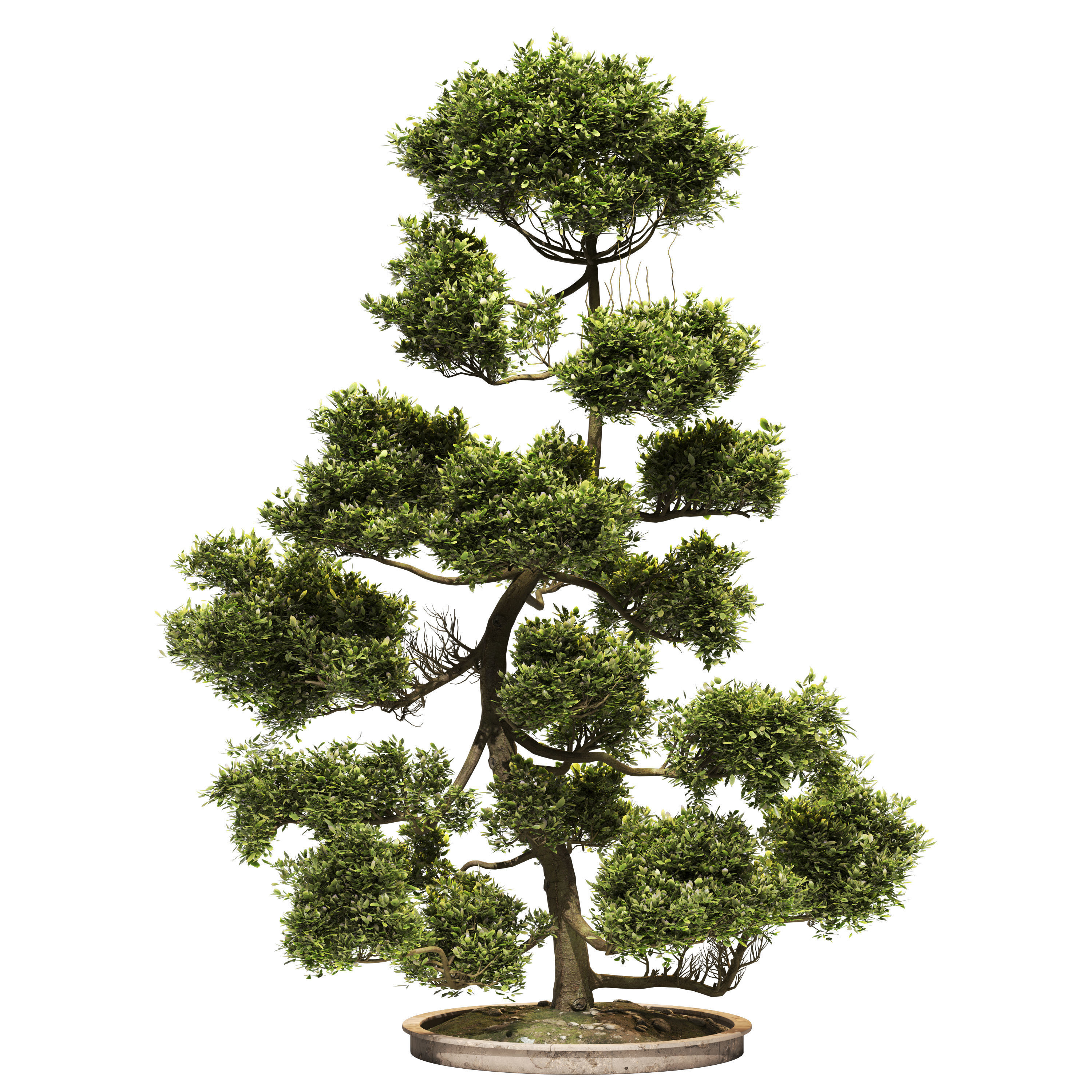 Cloud Pruned Tree 3D model_3