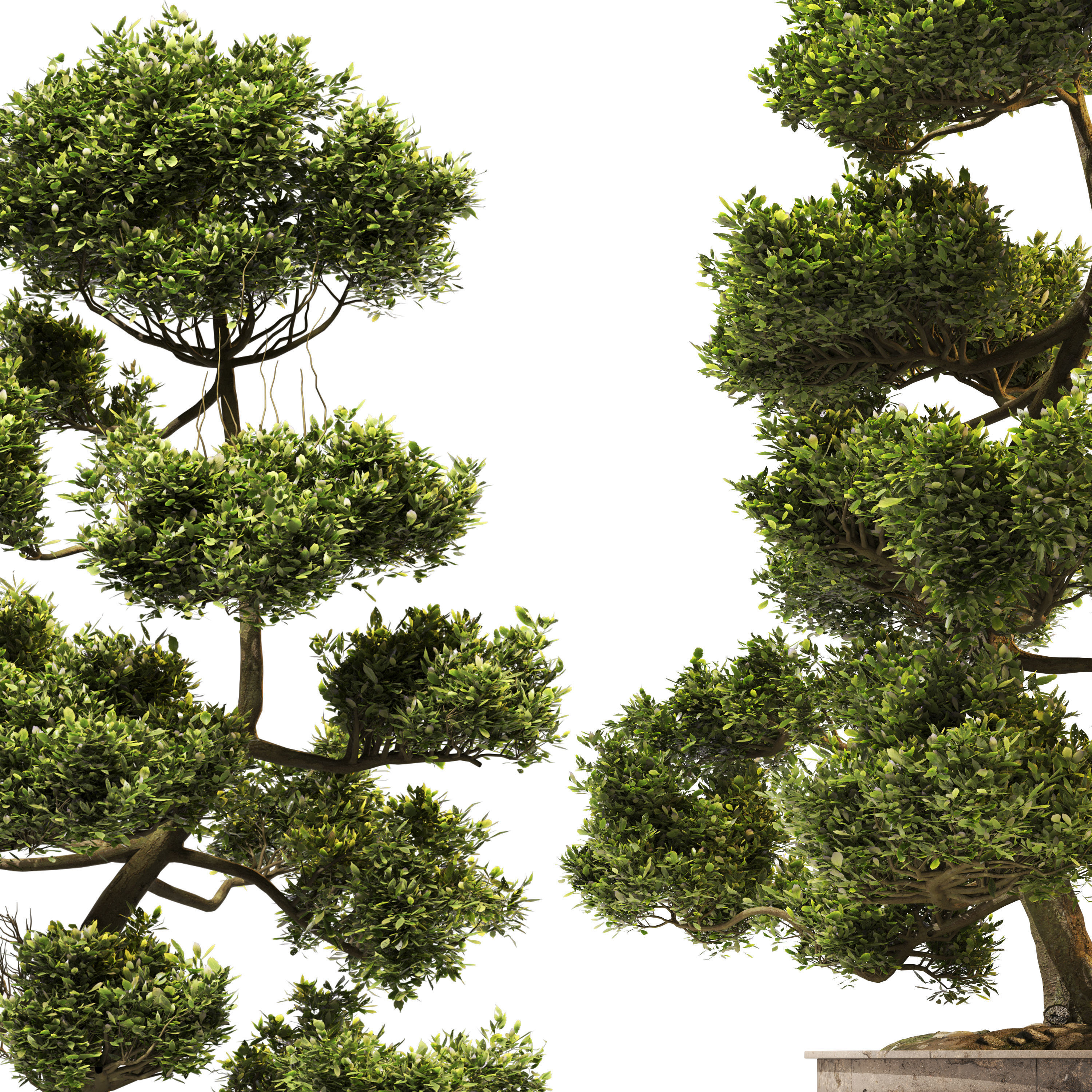 Cloud Pruned Tree 3D model_2