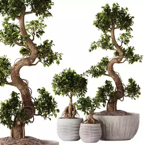 Bonsai Set 07
