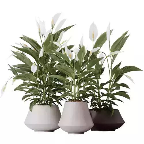 HousePlants Spathiphyllum Wallisii Bellini Peace Lily Domino 3D model