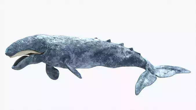 Realistic Gray Whale Rigged