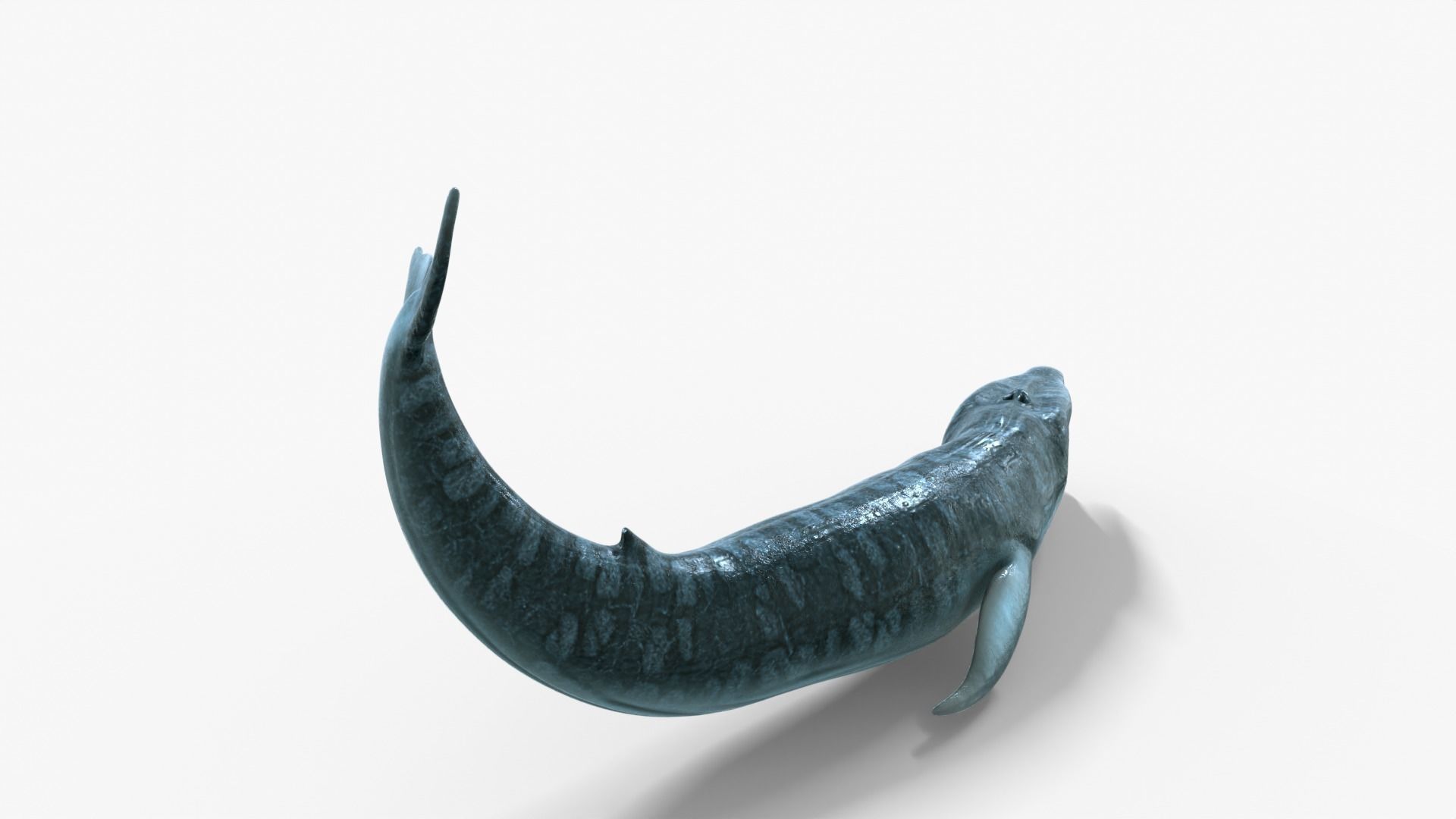 Realistic Blue Whale Rigged Low-poly 3D model_4