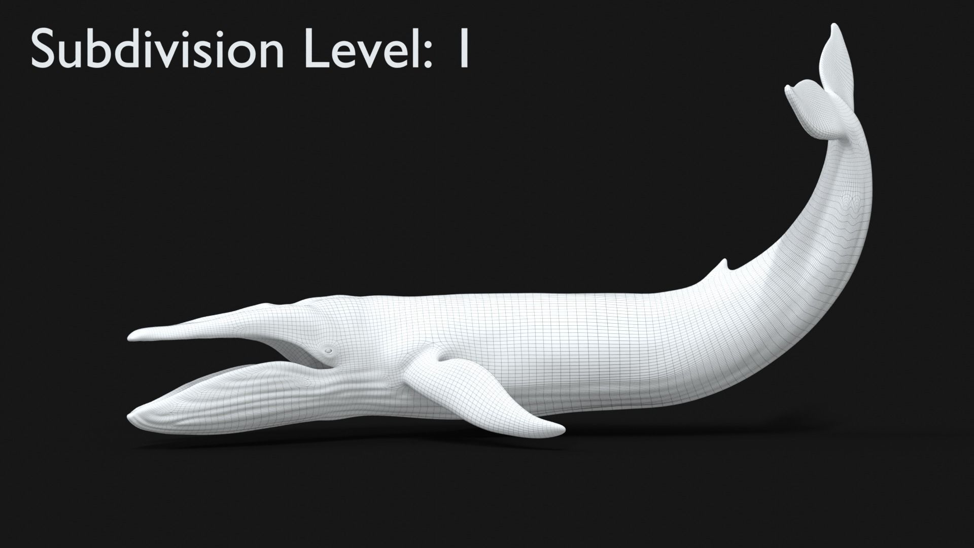 Realistic Blue Whale Rigged Low-poly 3D model_13