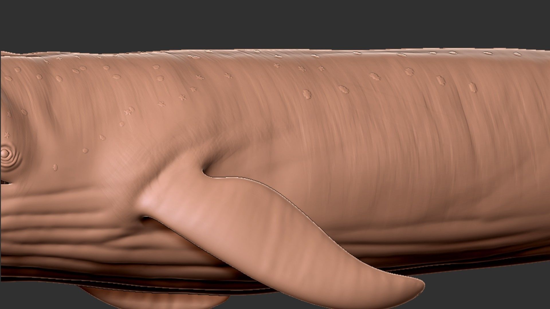 Realistic Blue Whale Rigged Low-poly 3D model_23