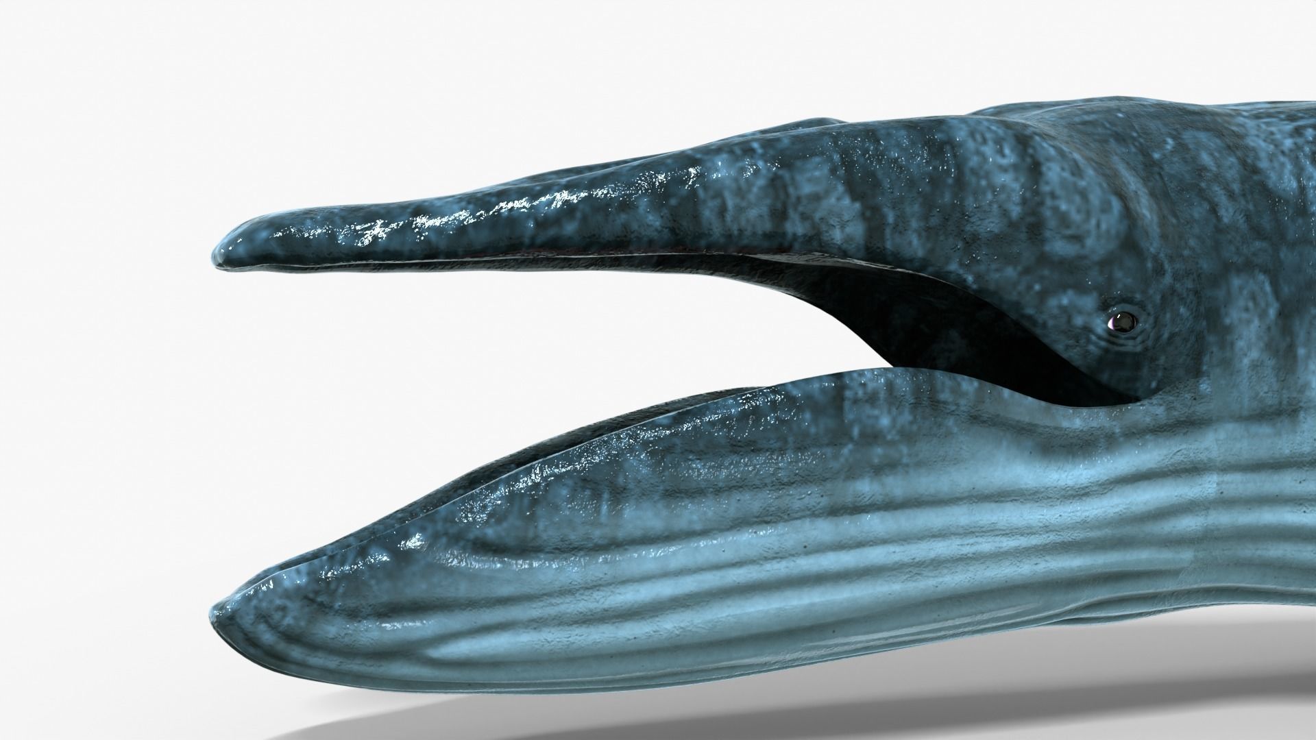 Realistic Blue Whale Rigged Low-poly 3D model_10