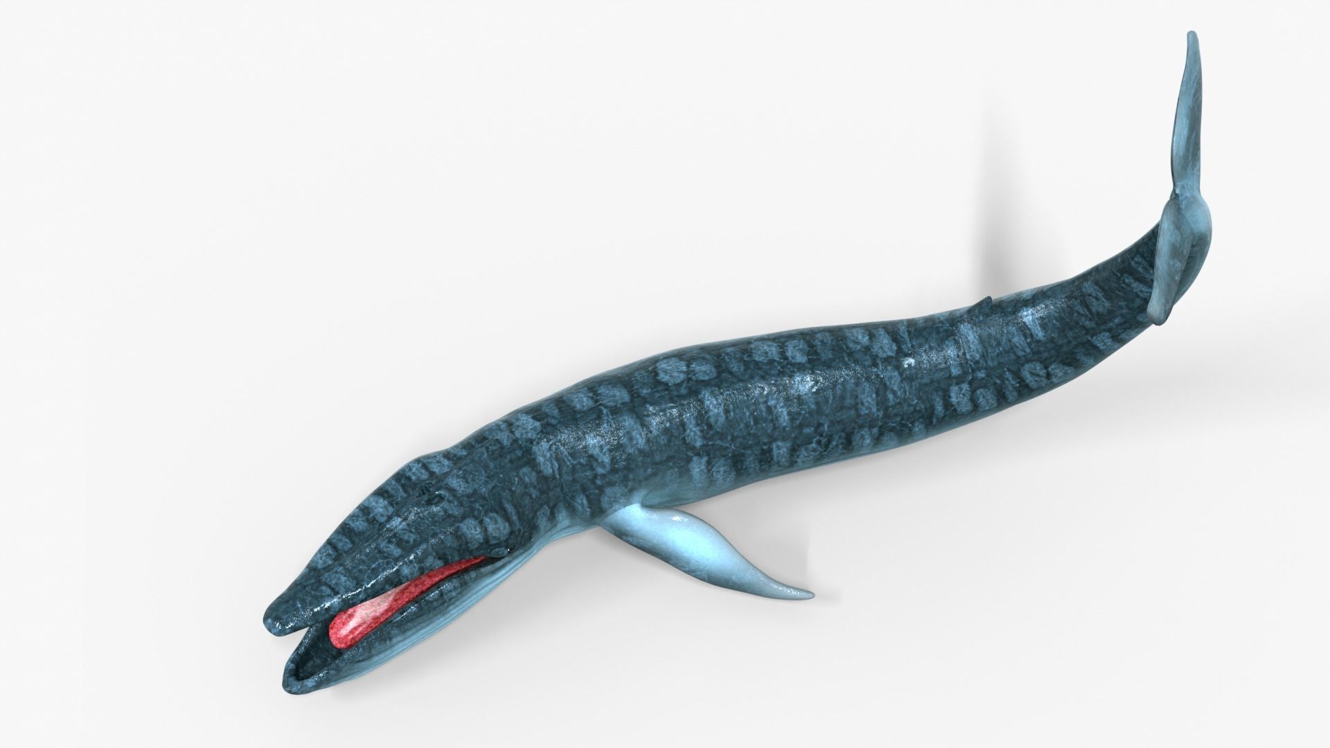 Realistic Blue Whale Rigged Low-poly 3D model_5