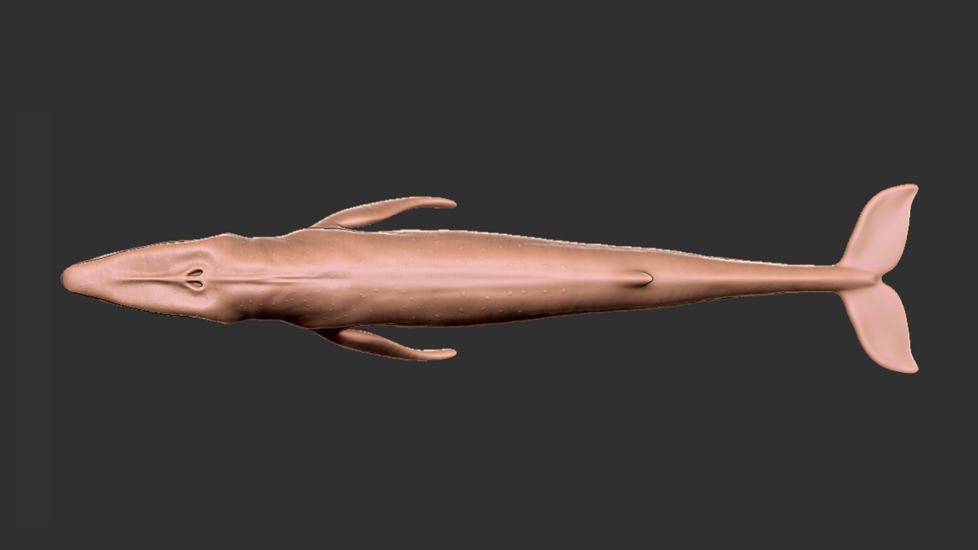 Realistic Blue Whale Rigged Low-poly 3D model_19