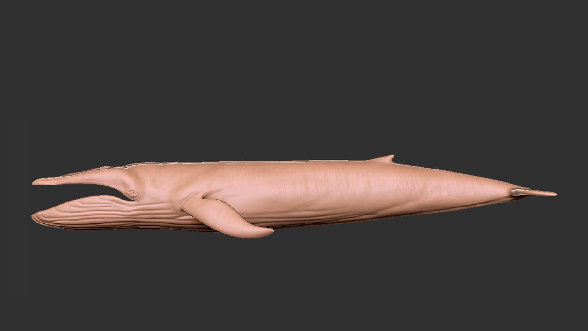 Realistic Blue Whale Rigged Low-poly 3D model_18