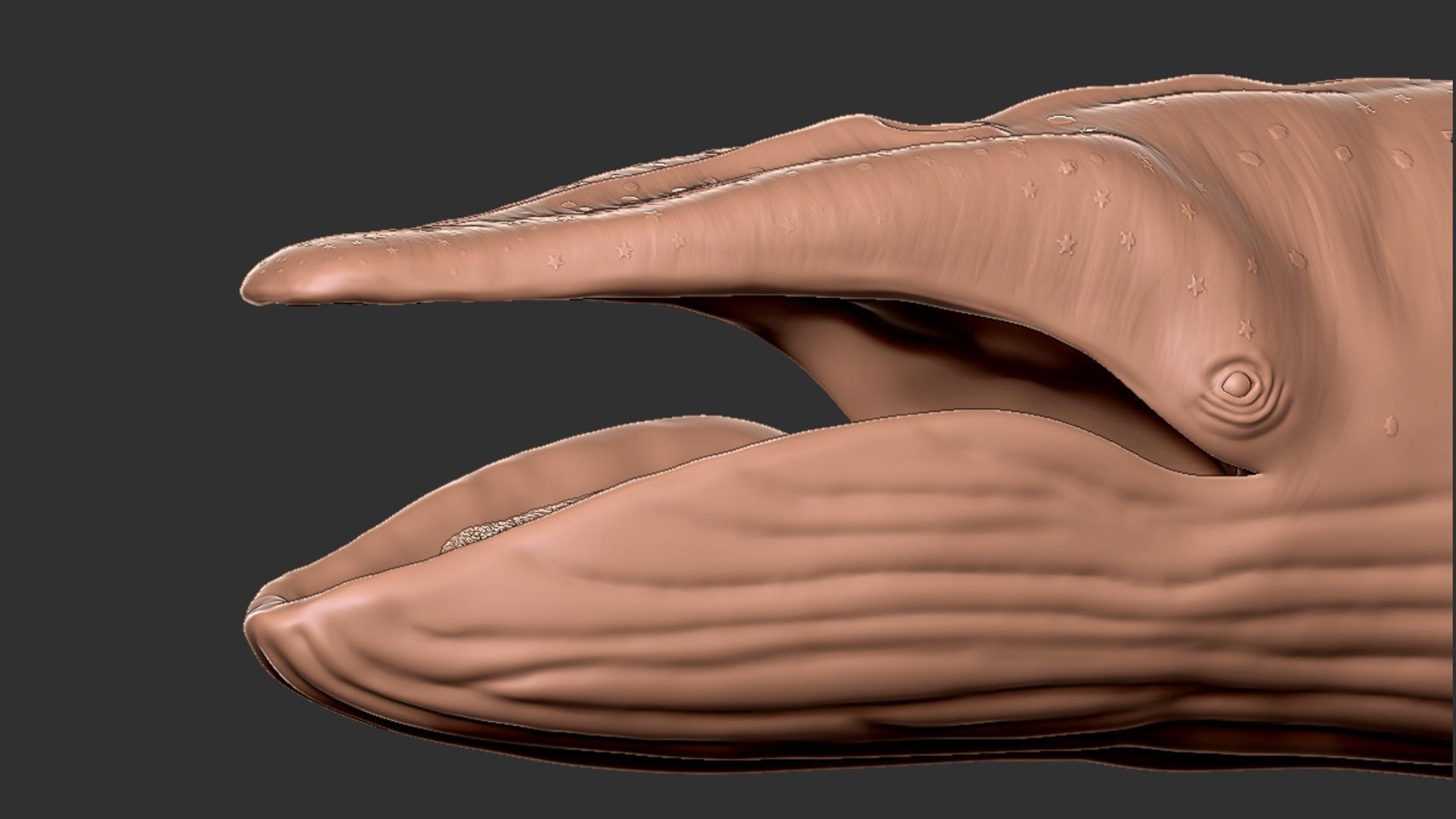 Realistic Blue Whale Rigged Low-poly 3D model_20