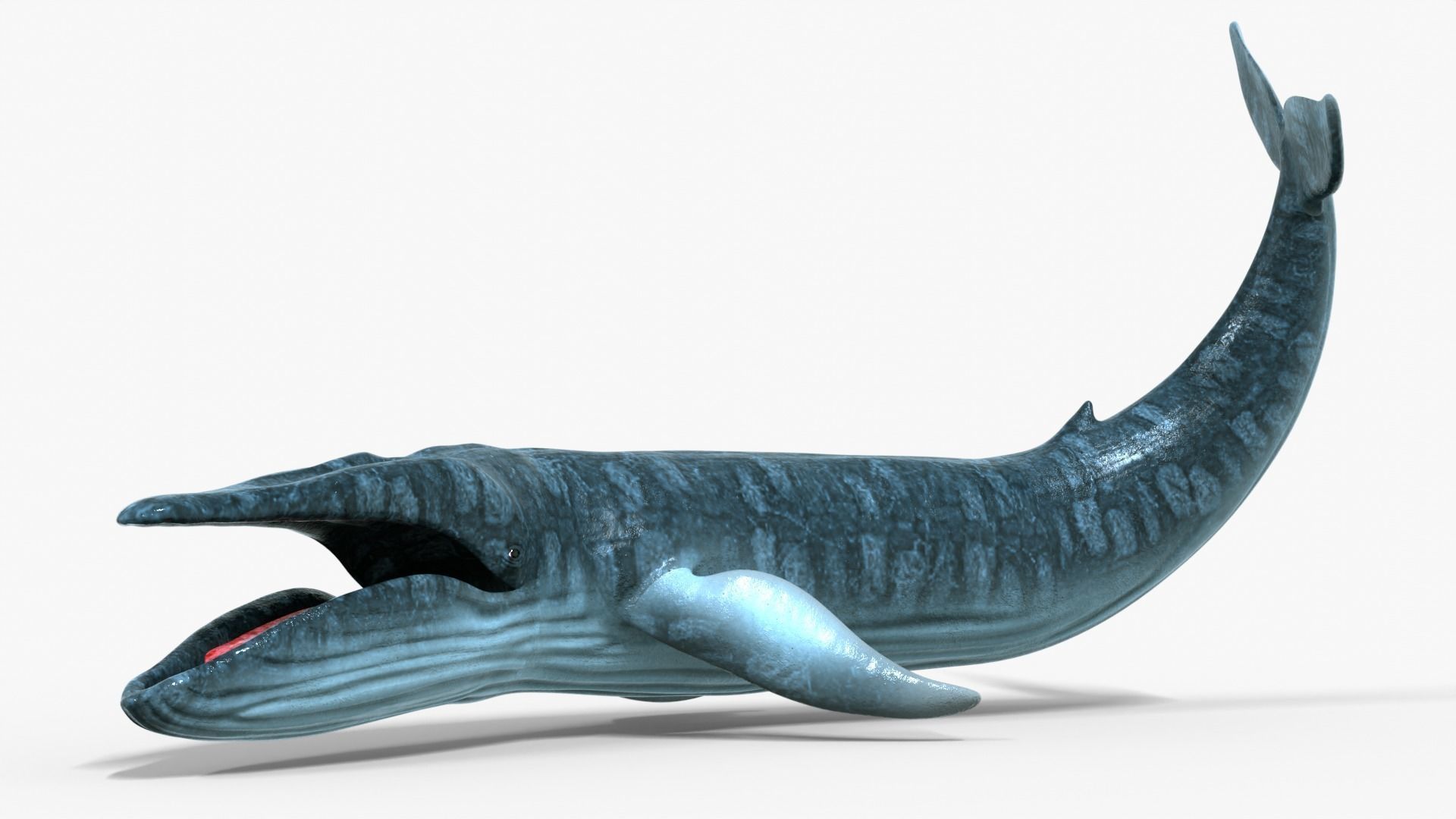Realistic Blue Whale Rigged Low-poly 3D model_2