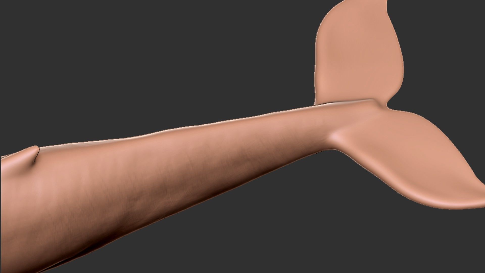 Realistic Blue Whale Rigged Low-poly 3D model_22