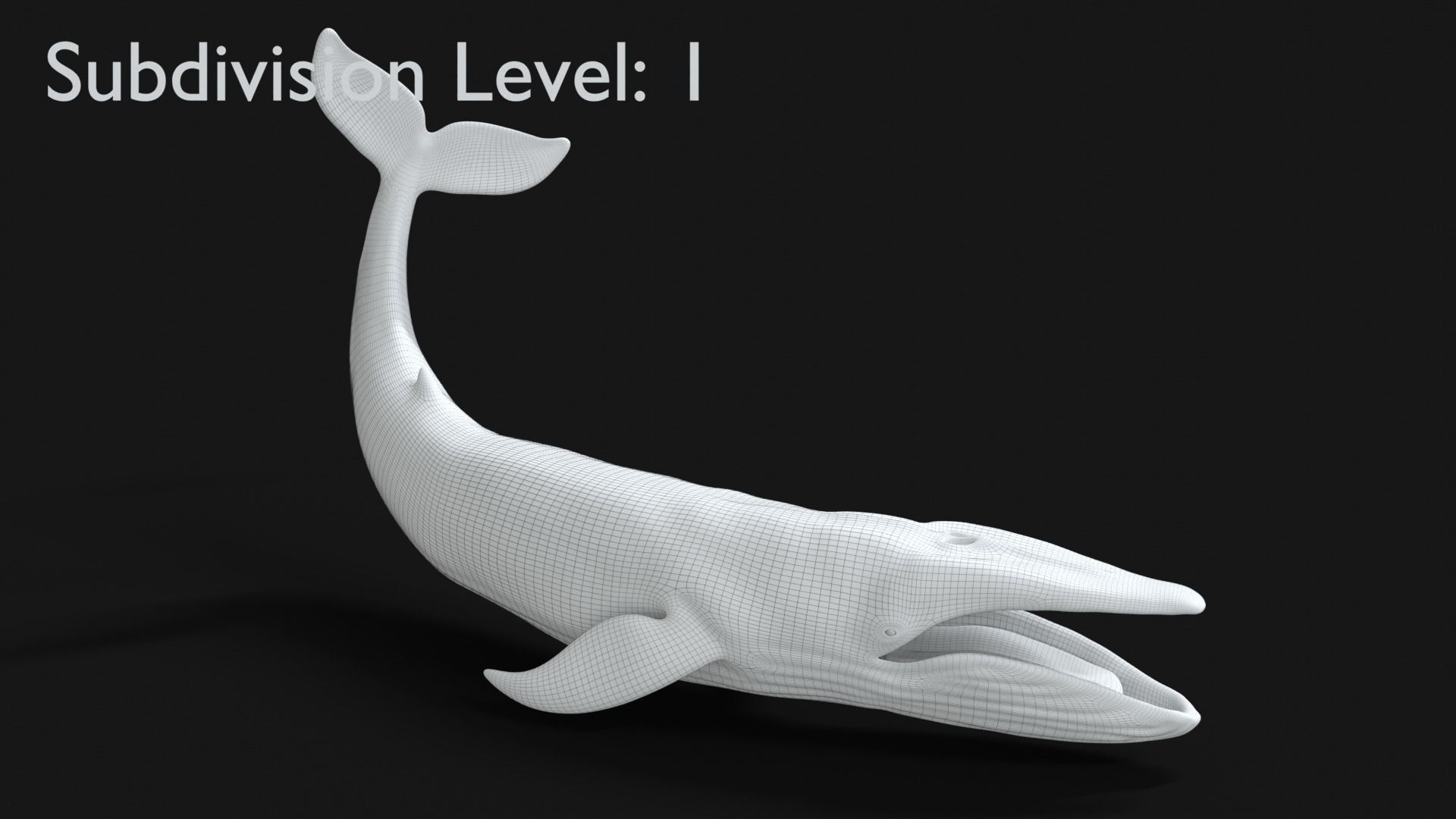 Realistic Blue Whale Rigged Low-poly 3D model_14
