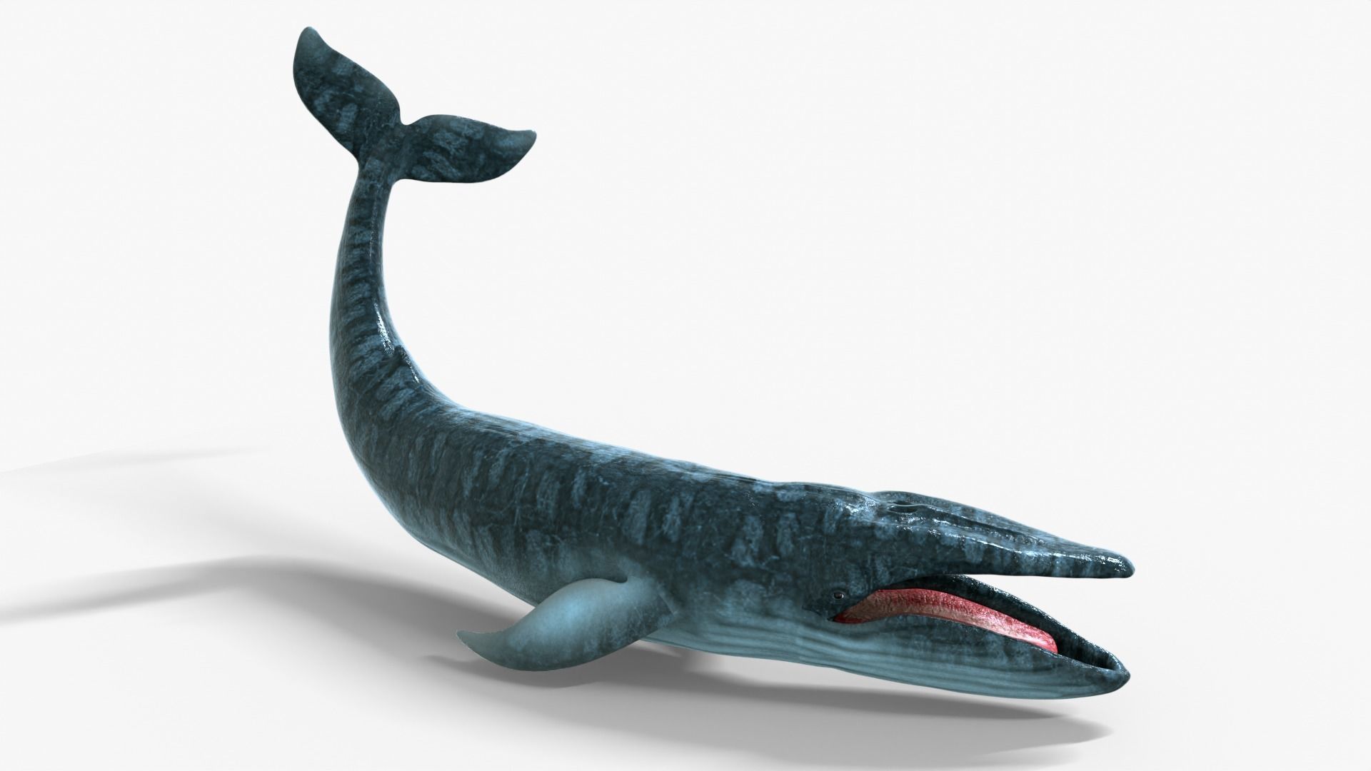 Realistic Blue Whale Rigged Low-poly 3D model_6