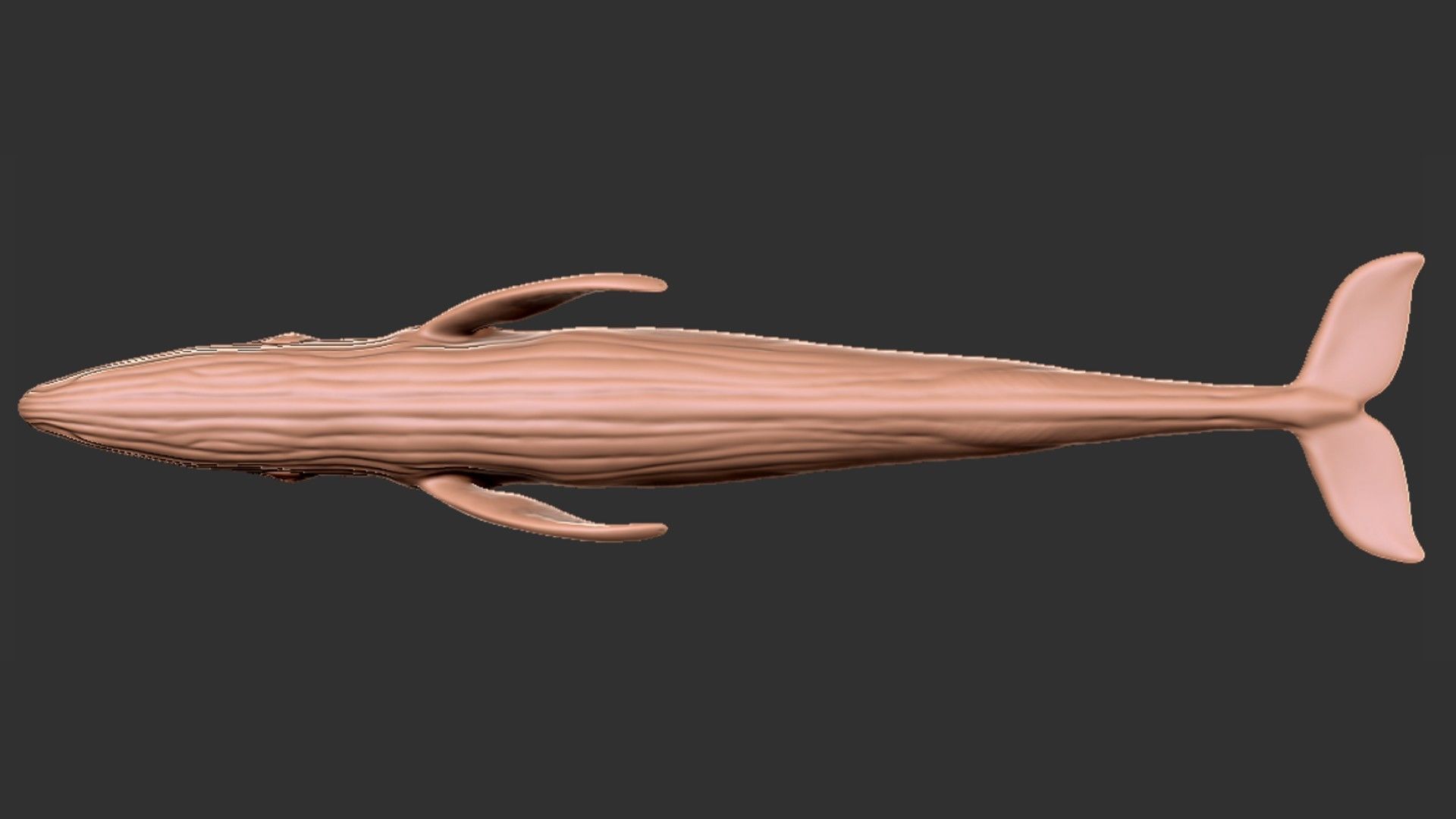 Realistic Blue Whale Rigged Low-poly 3D model_21