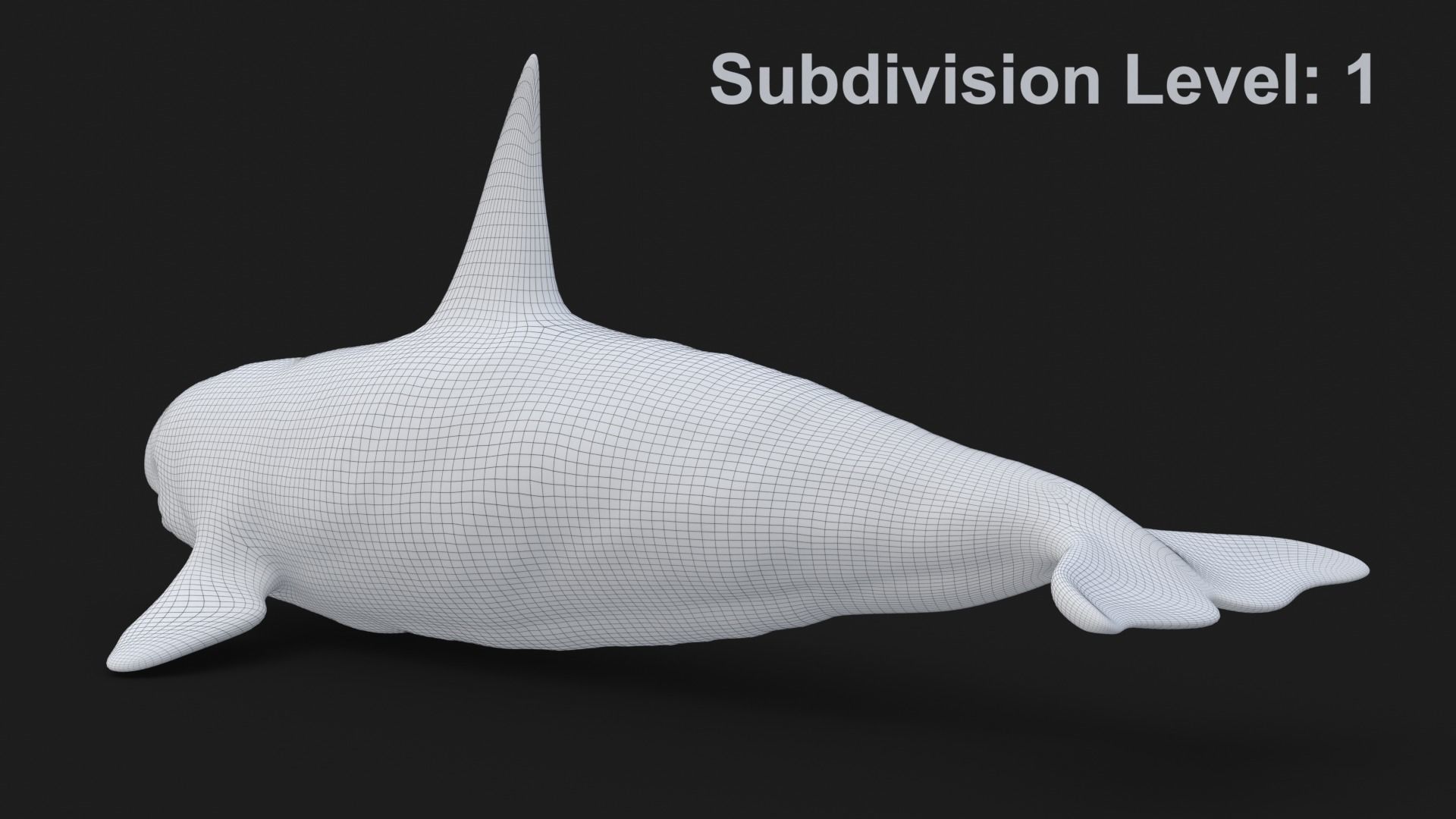 Realistic Killer Whale Low-poly 3D model_20