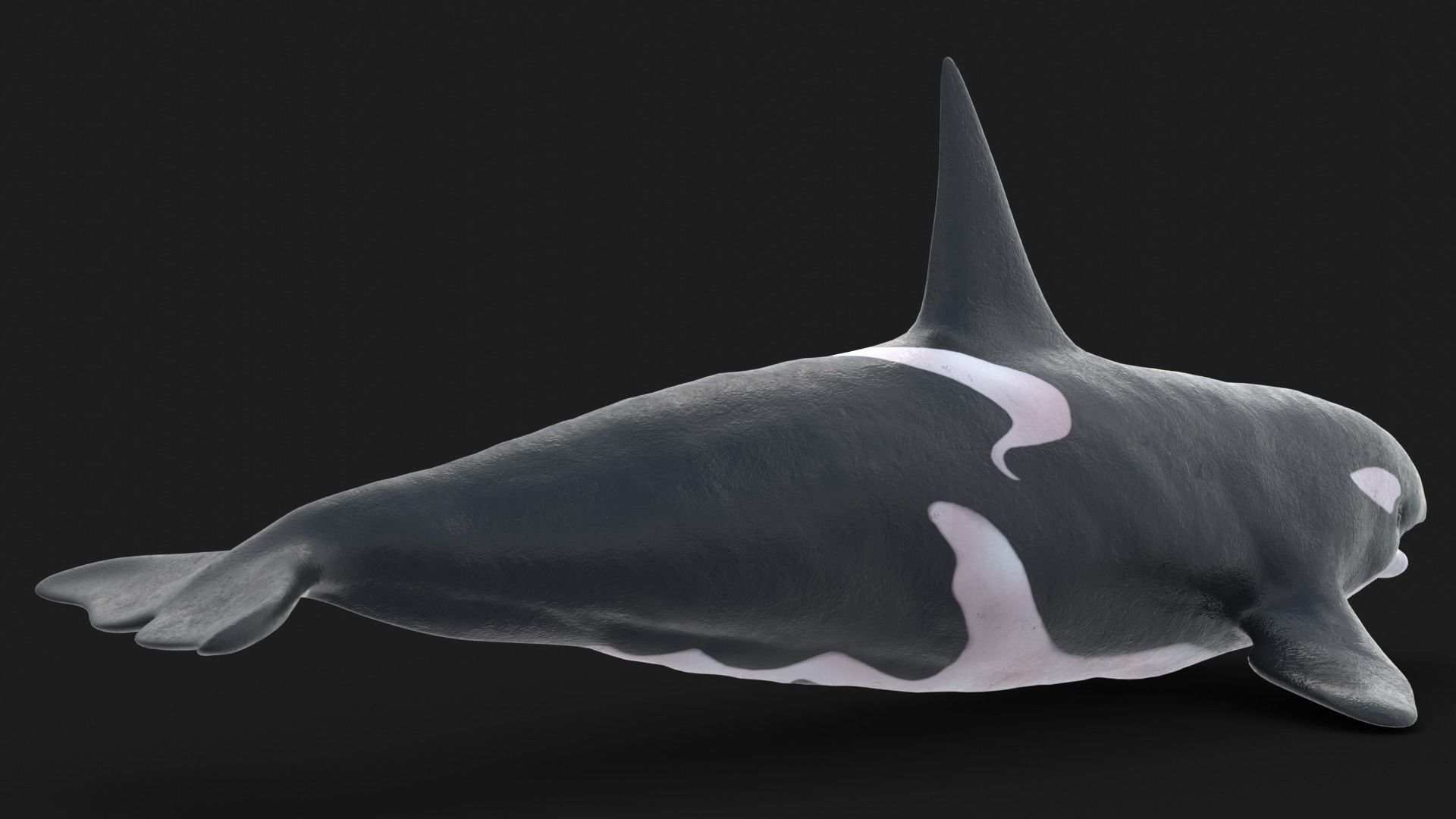 Realistic Killer Whale Low-poly 3D model_4