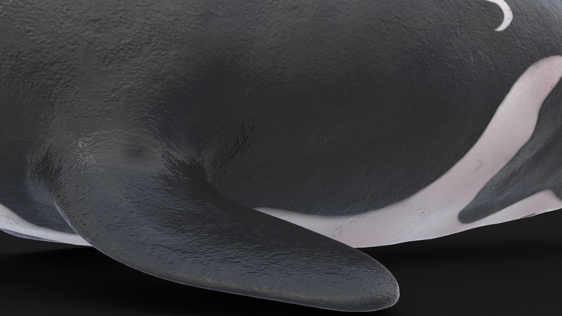 Realistic Killer Whale Low-poly 3D model_12