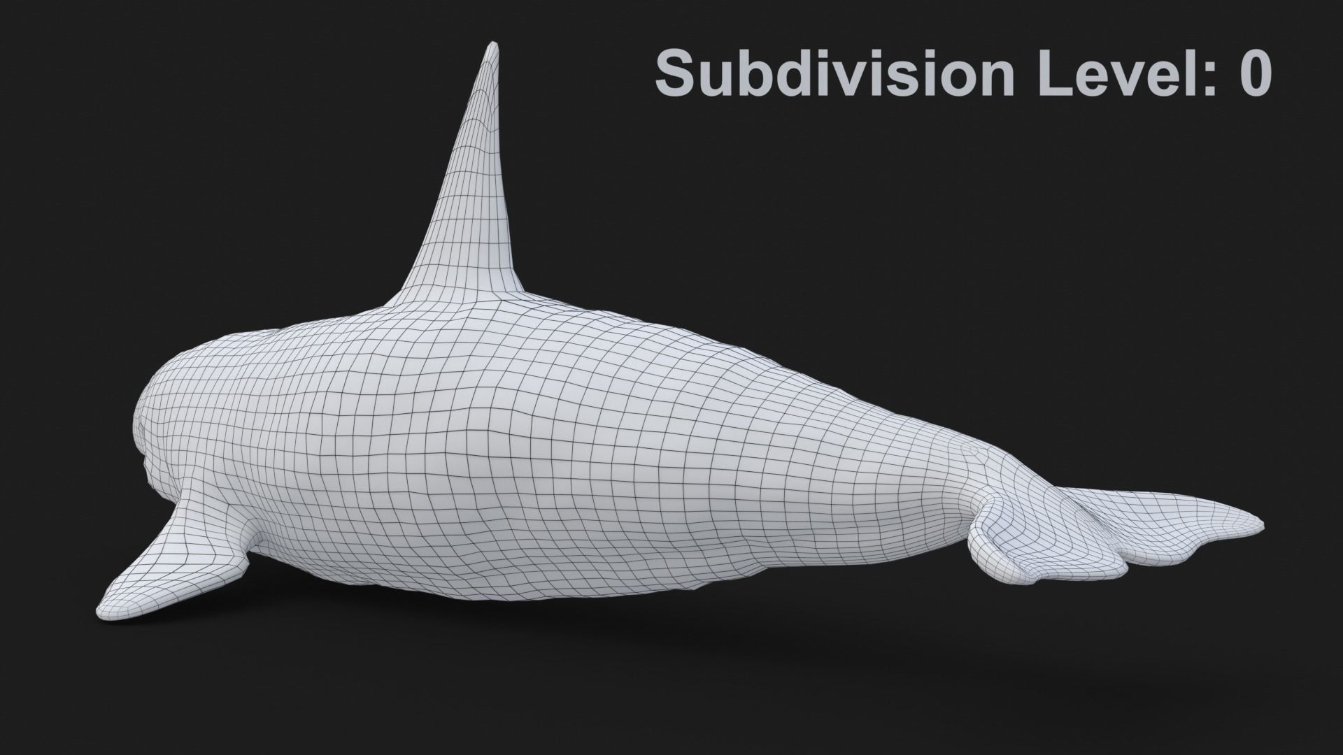 Realistic Killer Whale Low-poly 3D model_18