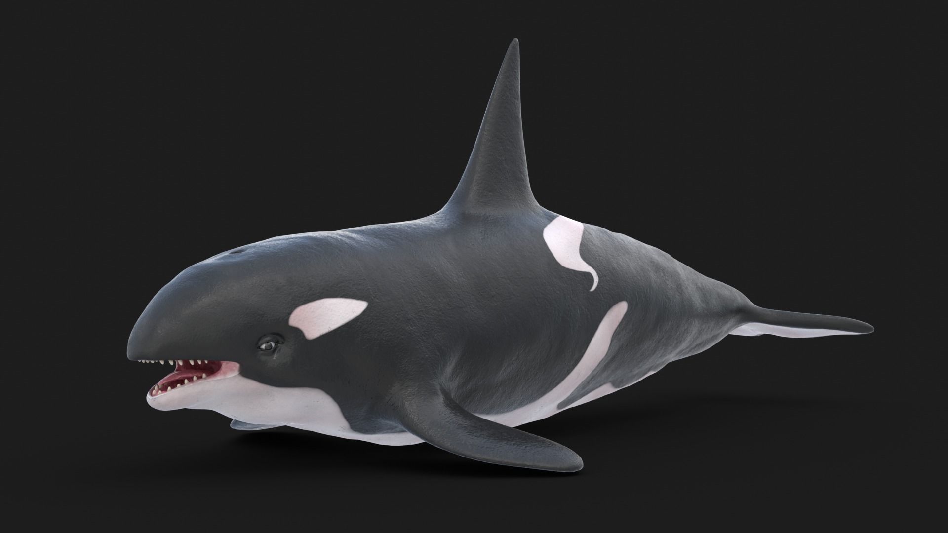 Realistic Killer Whale Low-poly 3D model_5