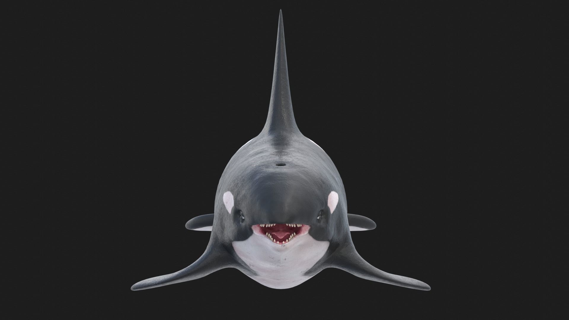 Realistic Killer Whale Low-poly 3D model_14