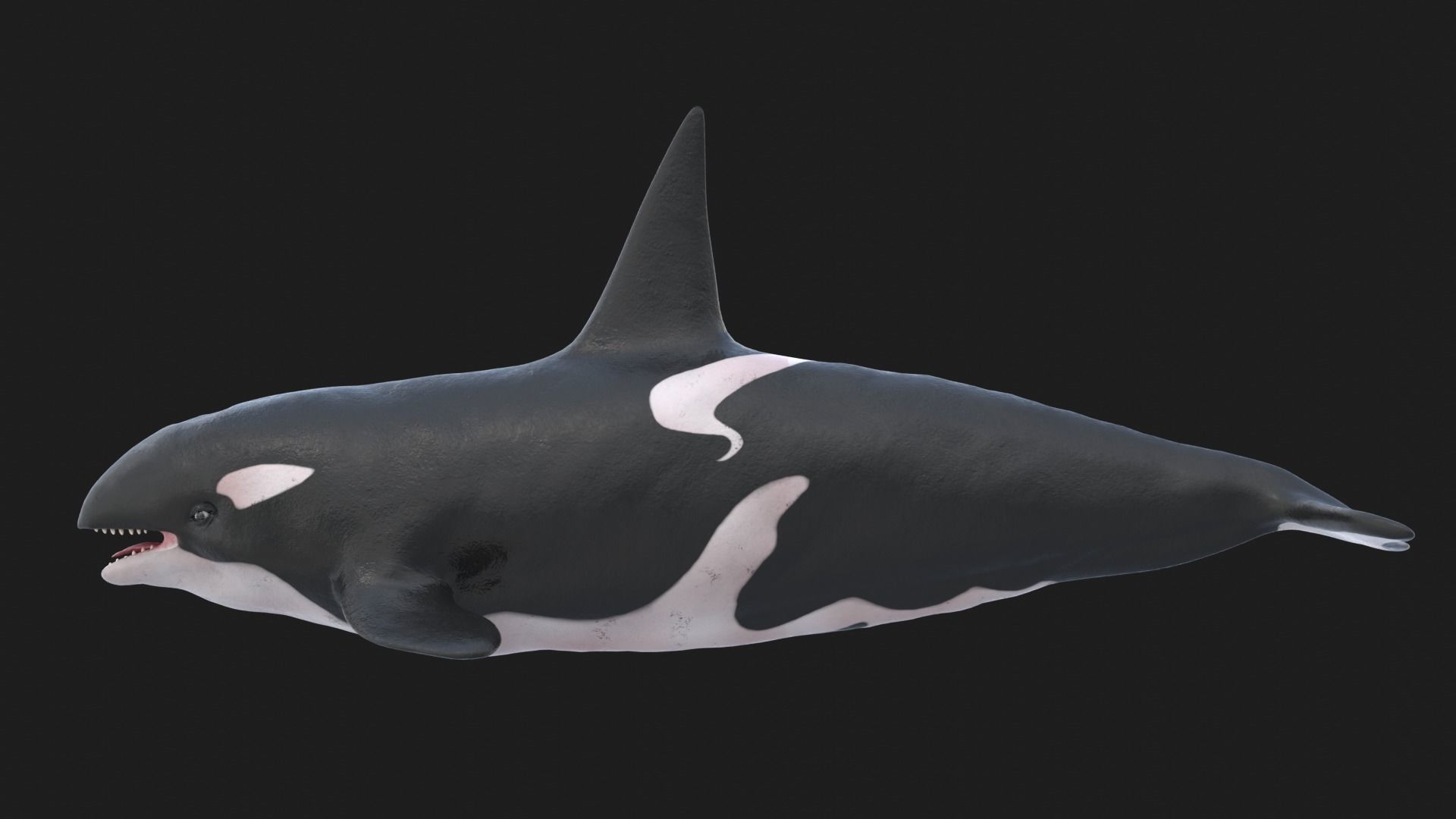 Realistic Killer Whale Low-poly 3D model_2