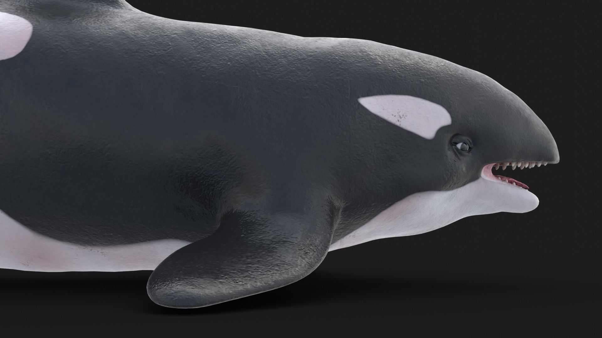 Realistic Killer Whale Low-poly 3D model_9