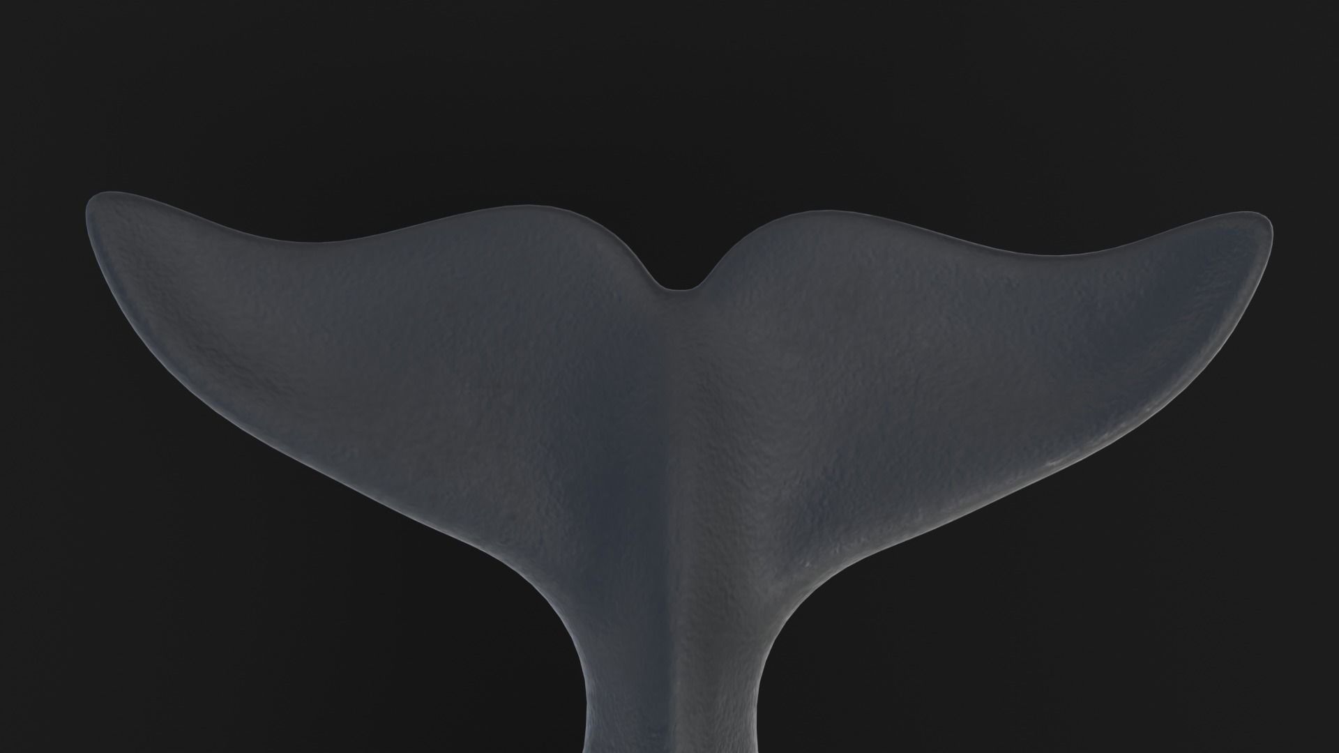 Realistic Killer Whale Low-poly 3D model_16