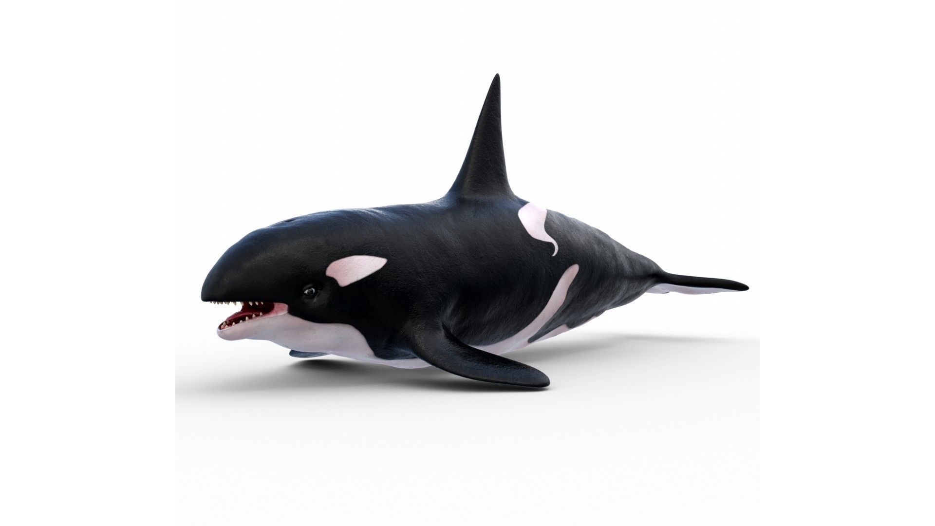 Realistic Killer Whale Low-poly 3D model_1