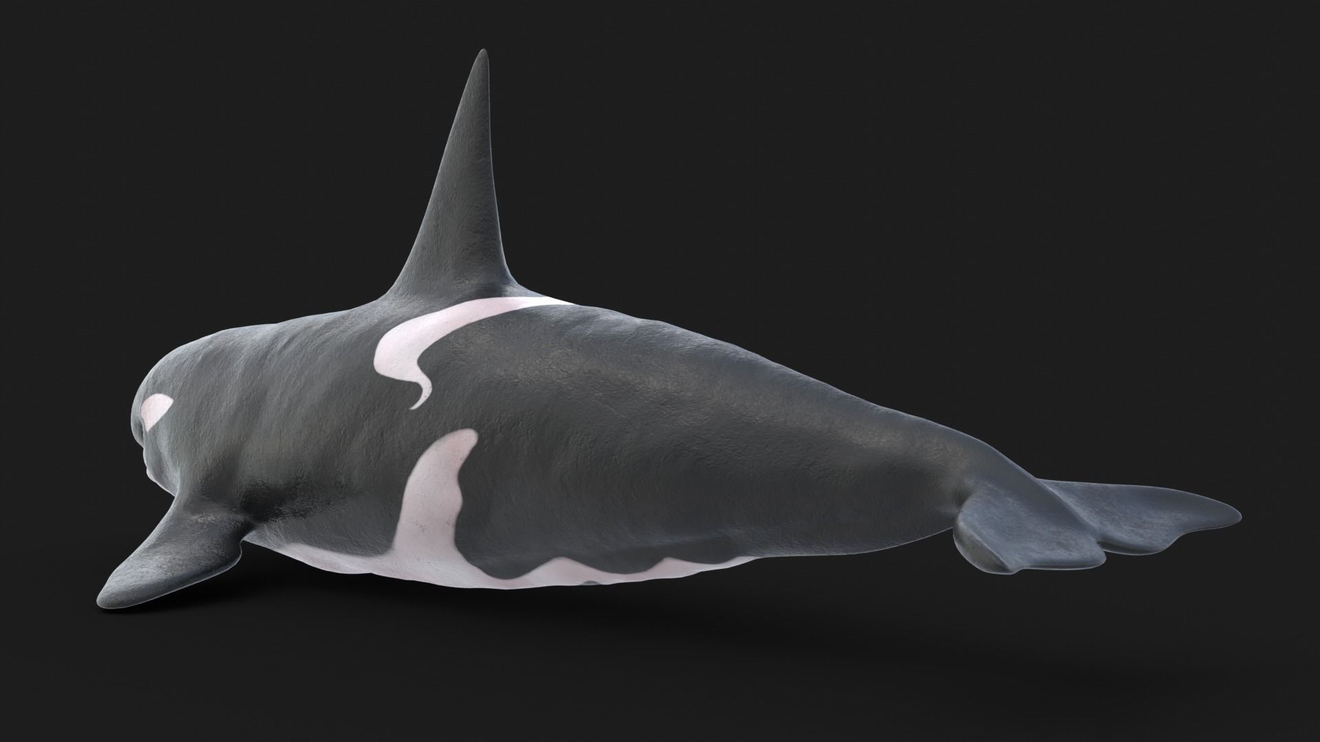 Realistic Killer Whale Low-poly 3D model_7