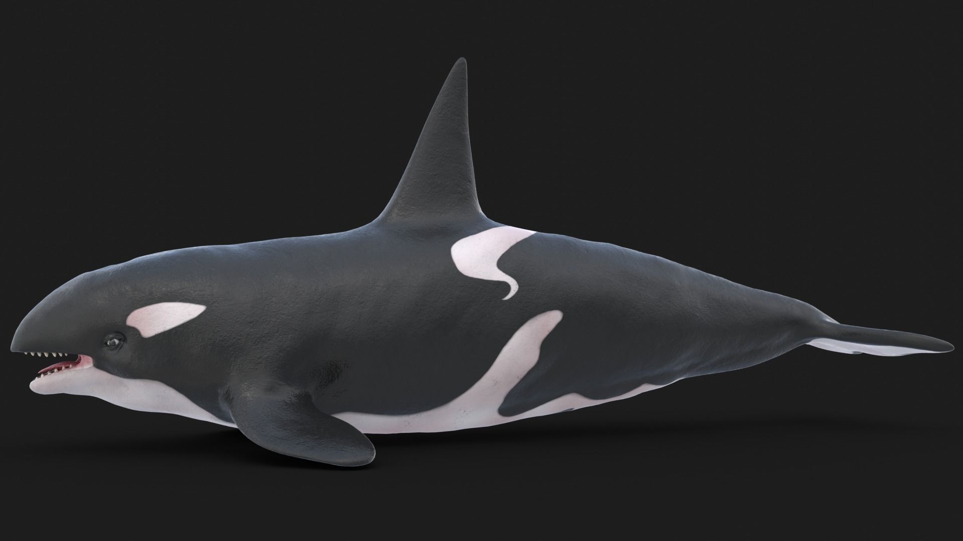 Realistic Killer Whale Low-poly 3D model_3