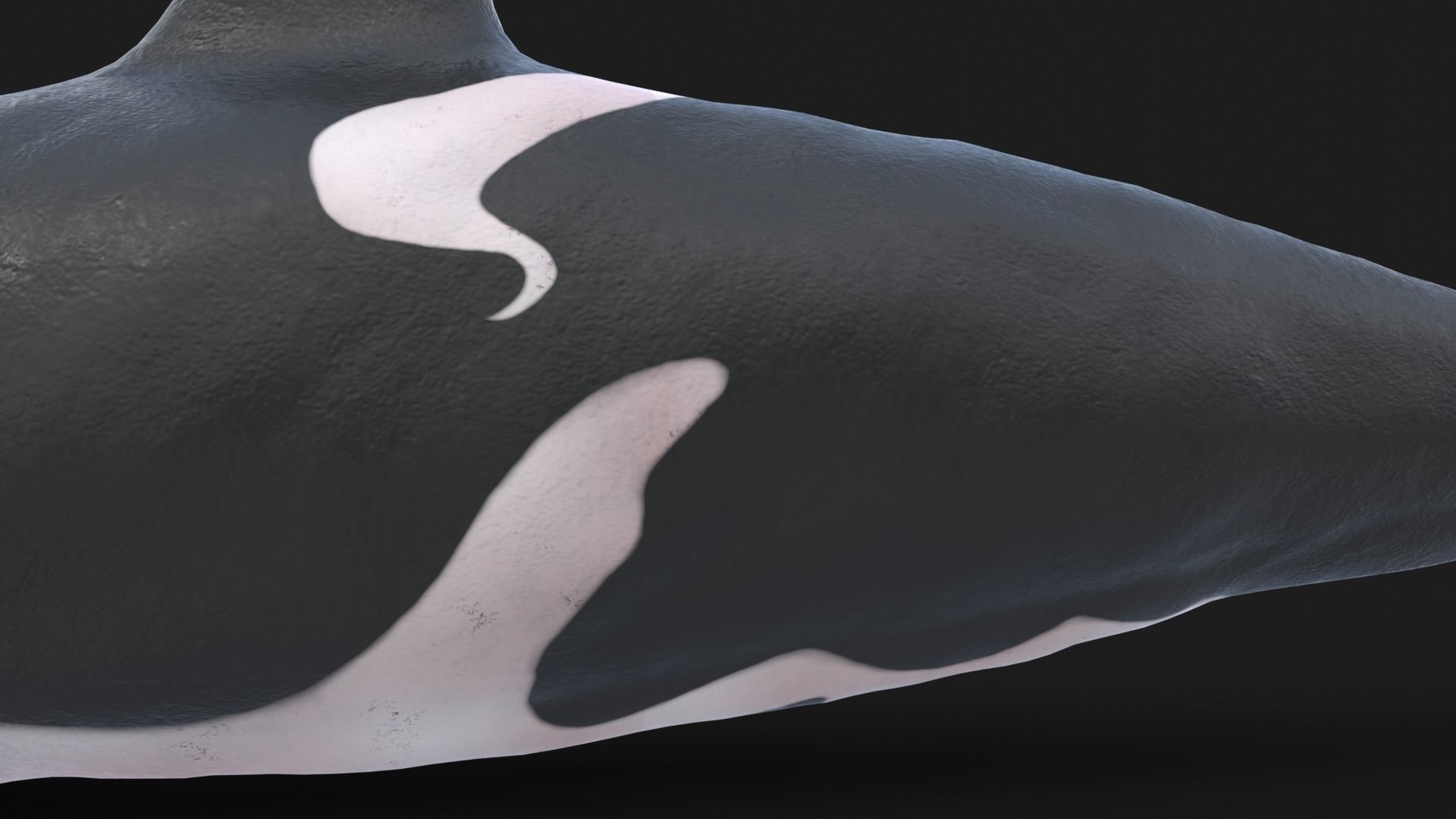 Realistic Killer Whale Low-poly 3D model_11