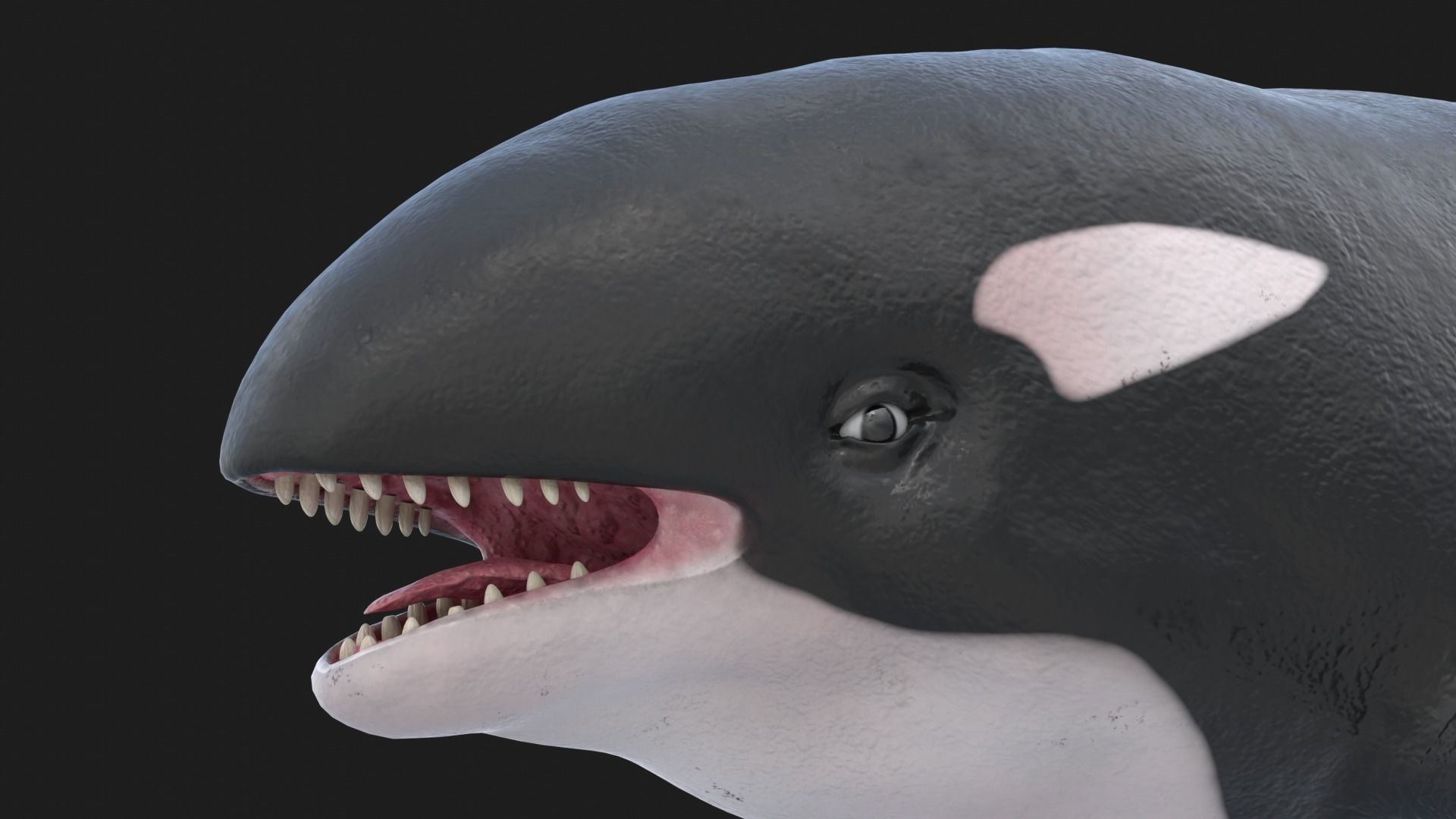 Realistic Killer Whale Low-poly 3D model_10