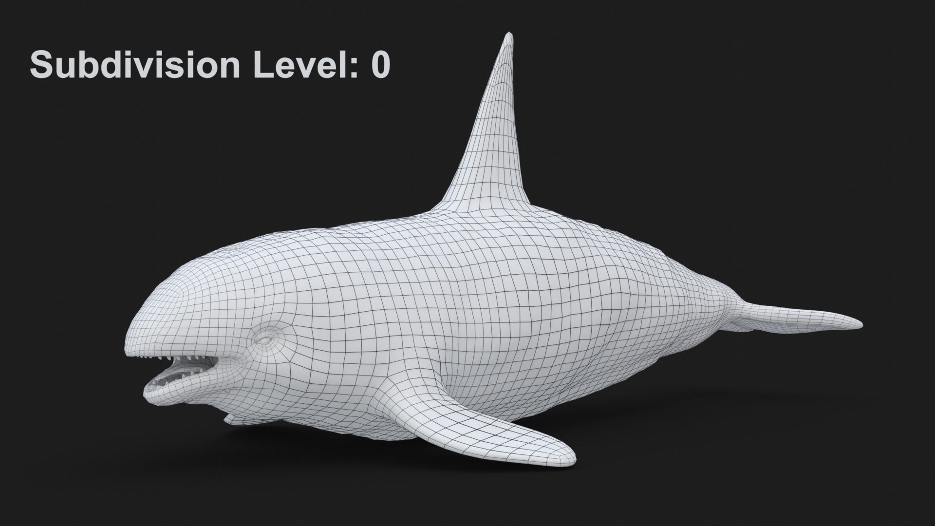 Realistic Killer Whale Low-poly 3D model_19