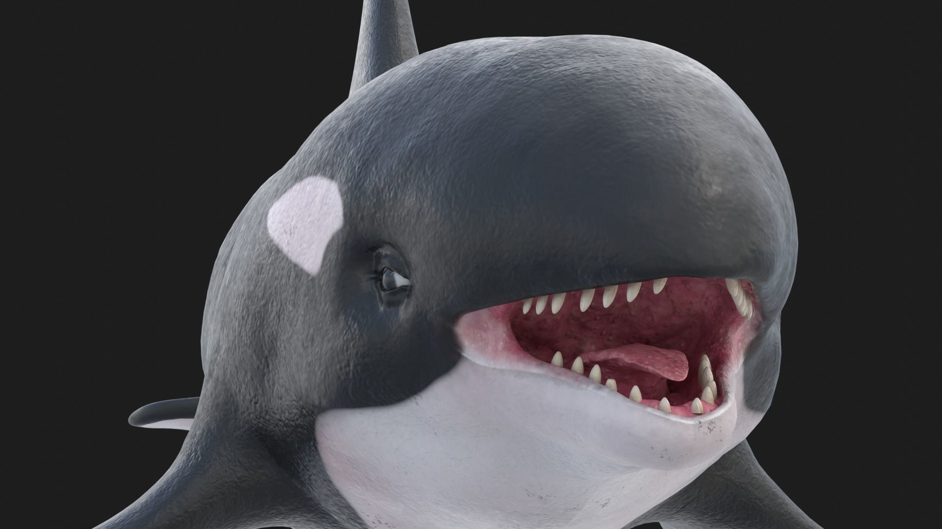 Realistic Killer Whale Low-poly 3D model_8